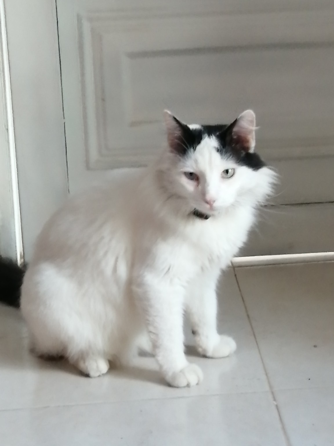 OLIVER , gato perdido. ¡Ayuda a encontrarlo! 122
