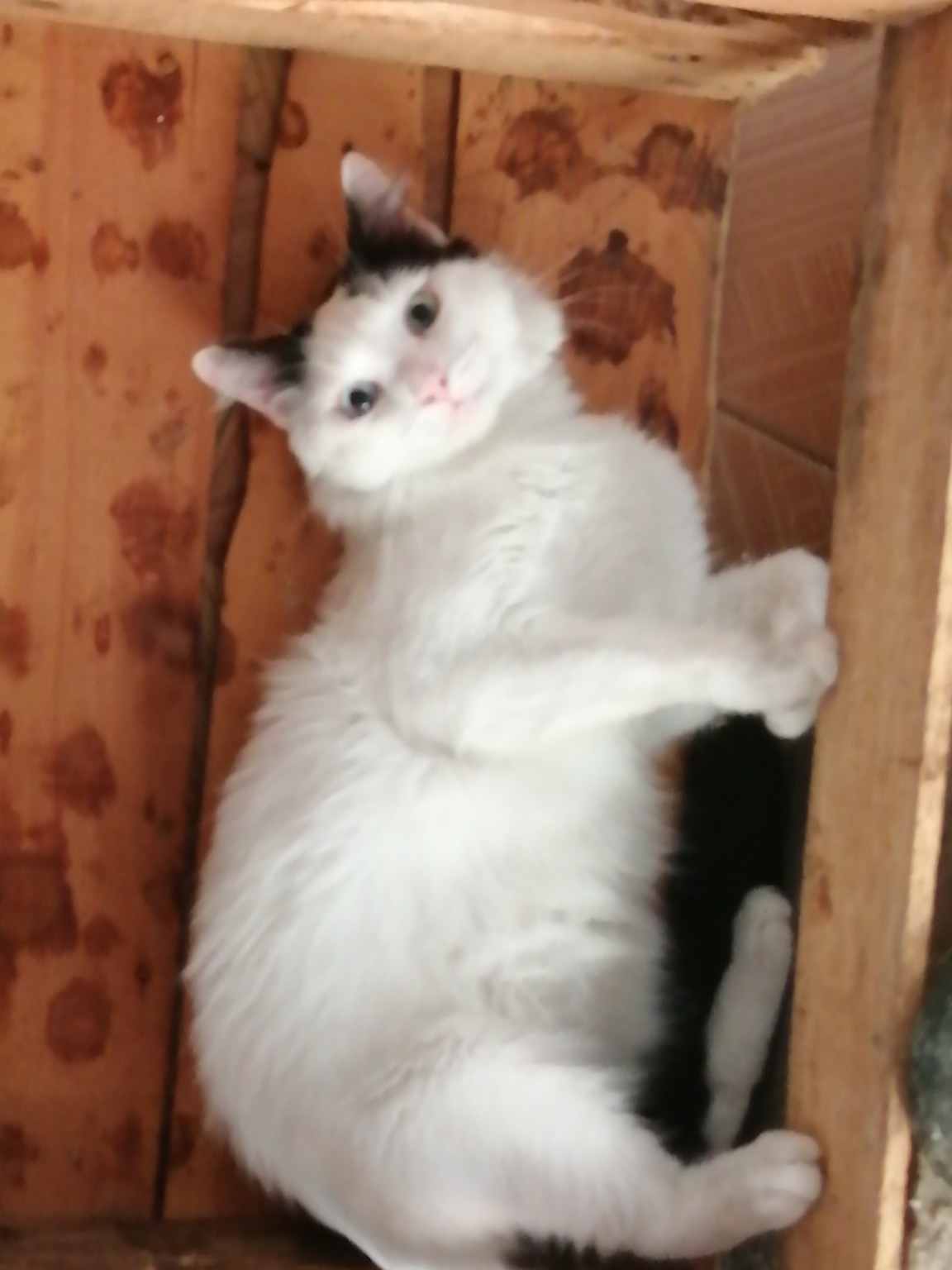 OLIVER , gato perdido. ¡Ayuda a encontrarlo! 121