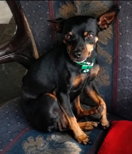 ¡Se Perdió Milo! Perro Pincher Negro con Manchas Café - ¡Ayuda a Encontrarlo! 34