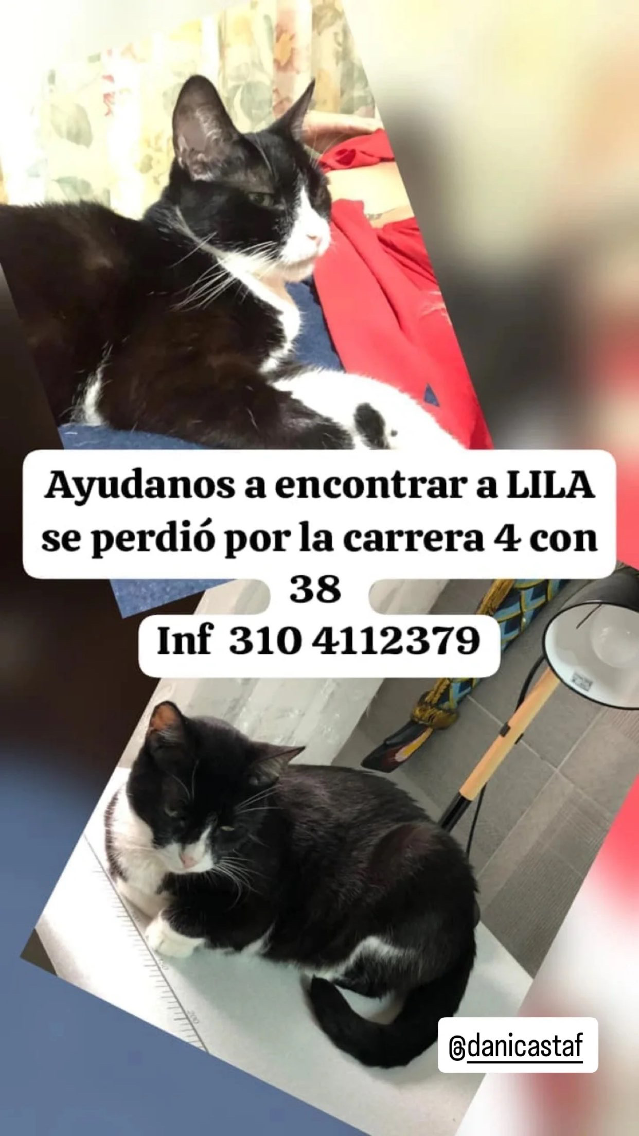 ¡Perdimos a Lila! Gata Negra con Blanco, se busca. 238