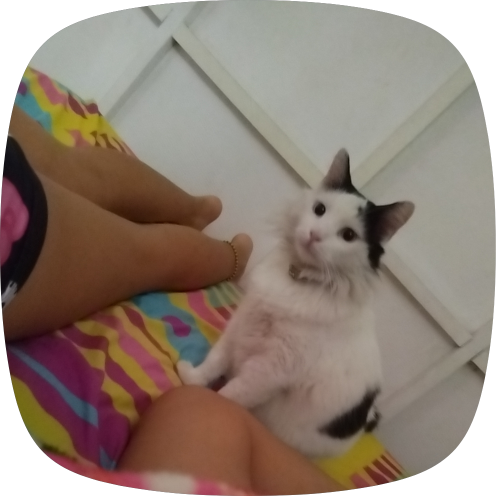 OLIVER , gato perdido. ¡Ayuda a encontrarlo! 123