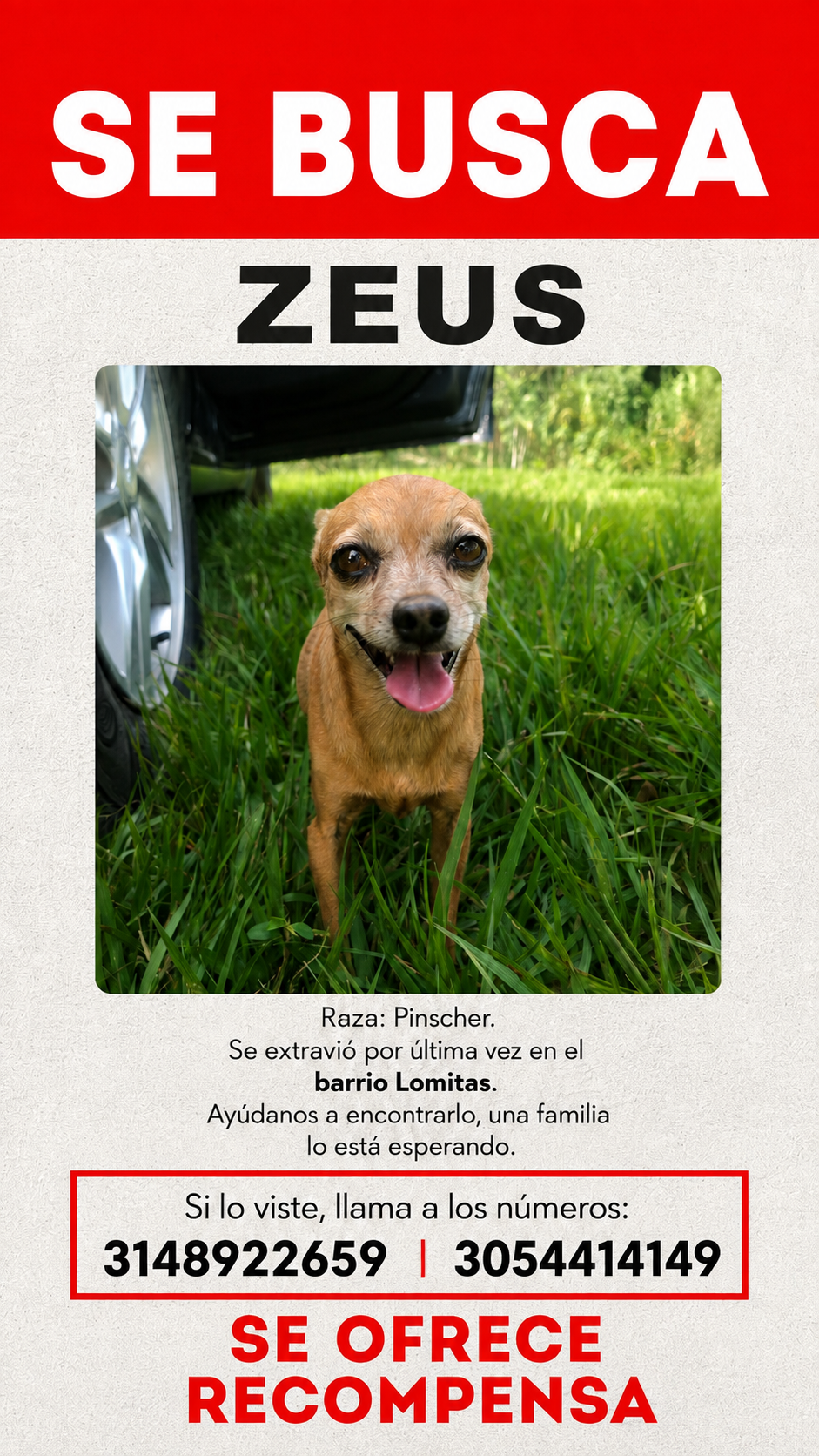 SE BUSCA ZEUS: ¡Perro Chihuahua Perdido en barrio Lomitas! Recompensa. 158