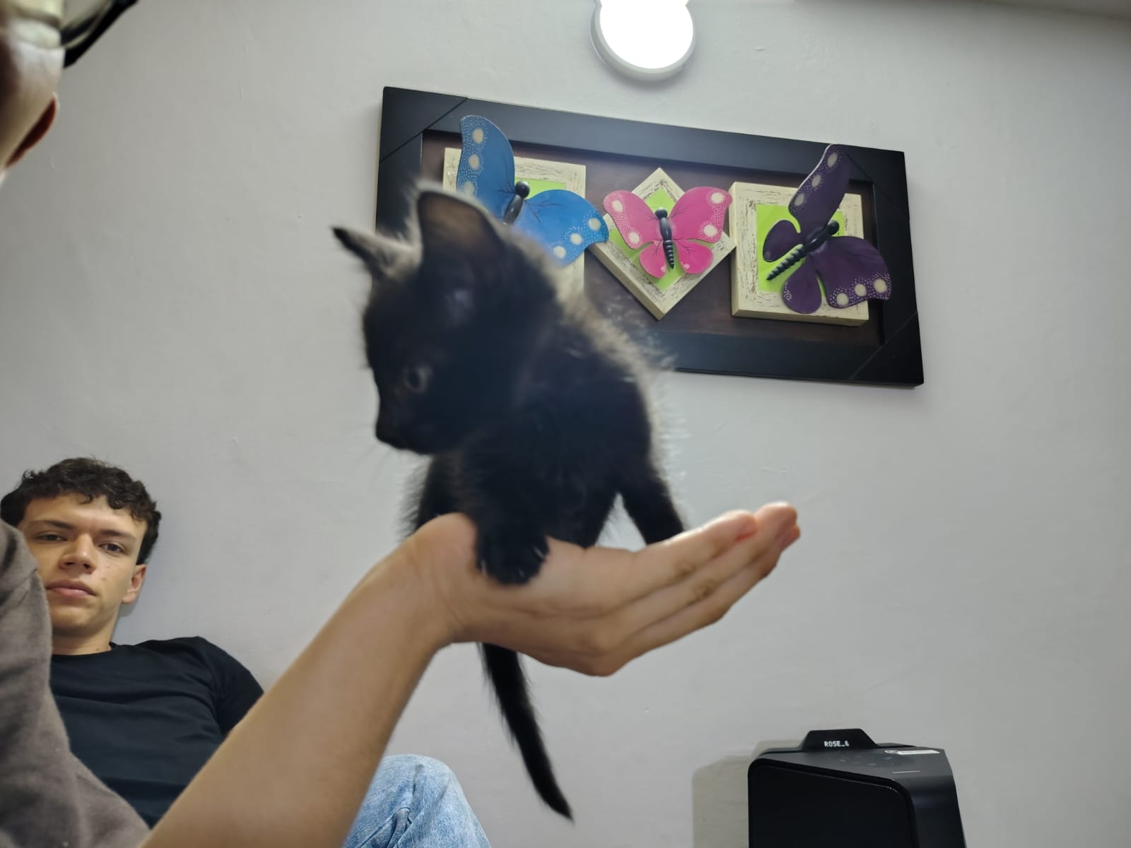 Gatito negro Lukumi perdido - ¡Ayúdanos a encontrarlo! 😿🖤 203
