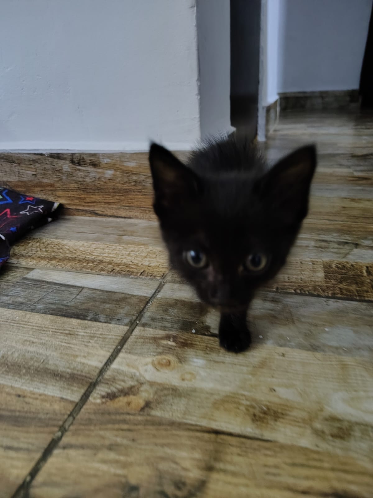 Gatito negro Lukumi perdido - ¡Ayúdanos a encontrarlo! 😿🖤 204