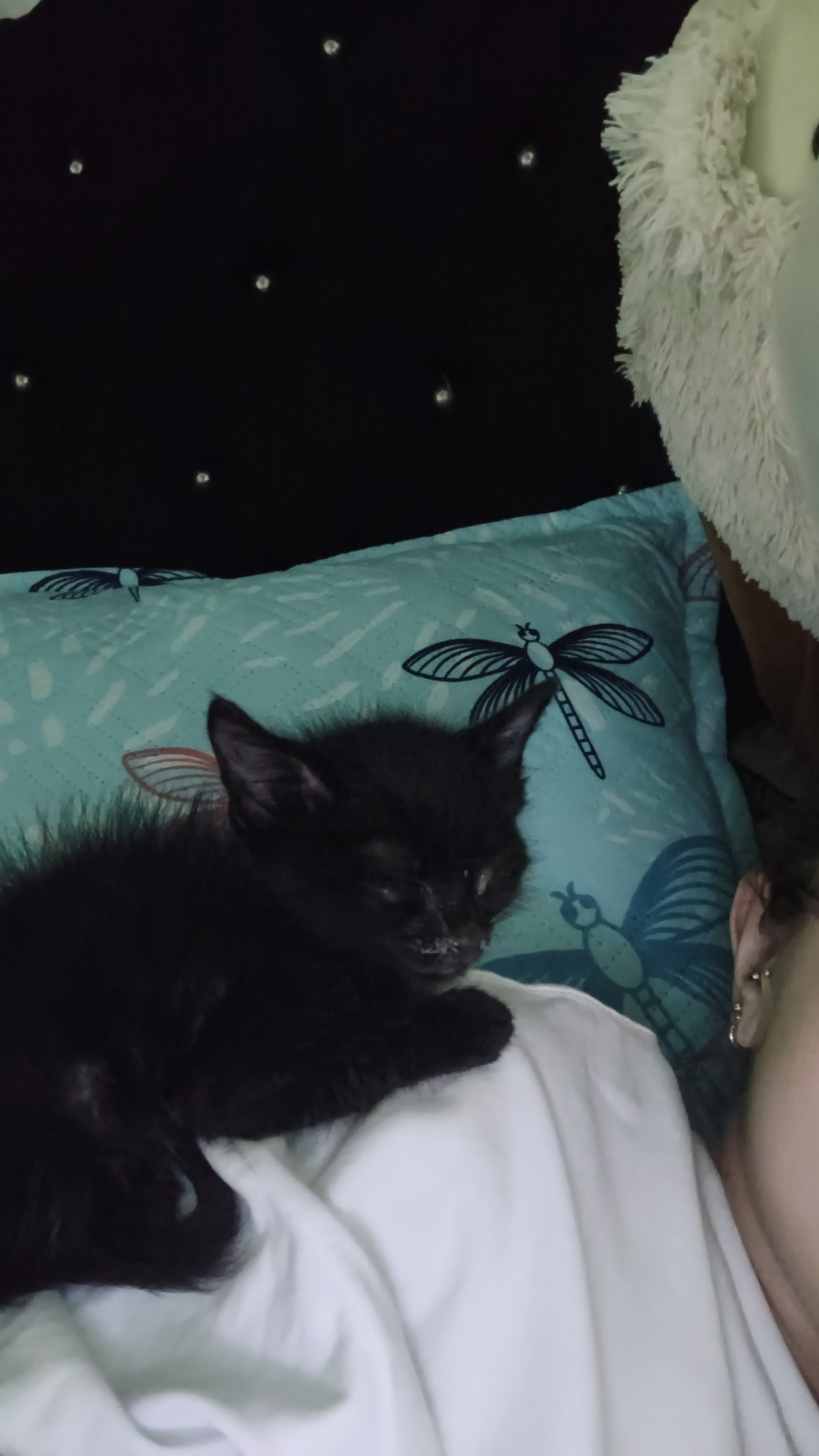 Gatito negro Lukumi perdido - ¡Ayúdanos a encontrarlo! 😿🖤 206