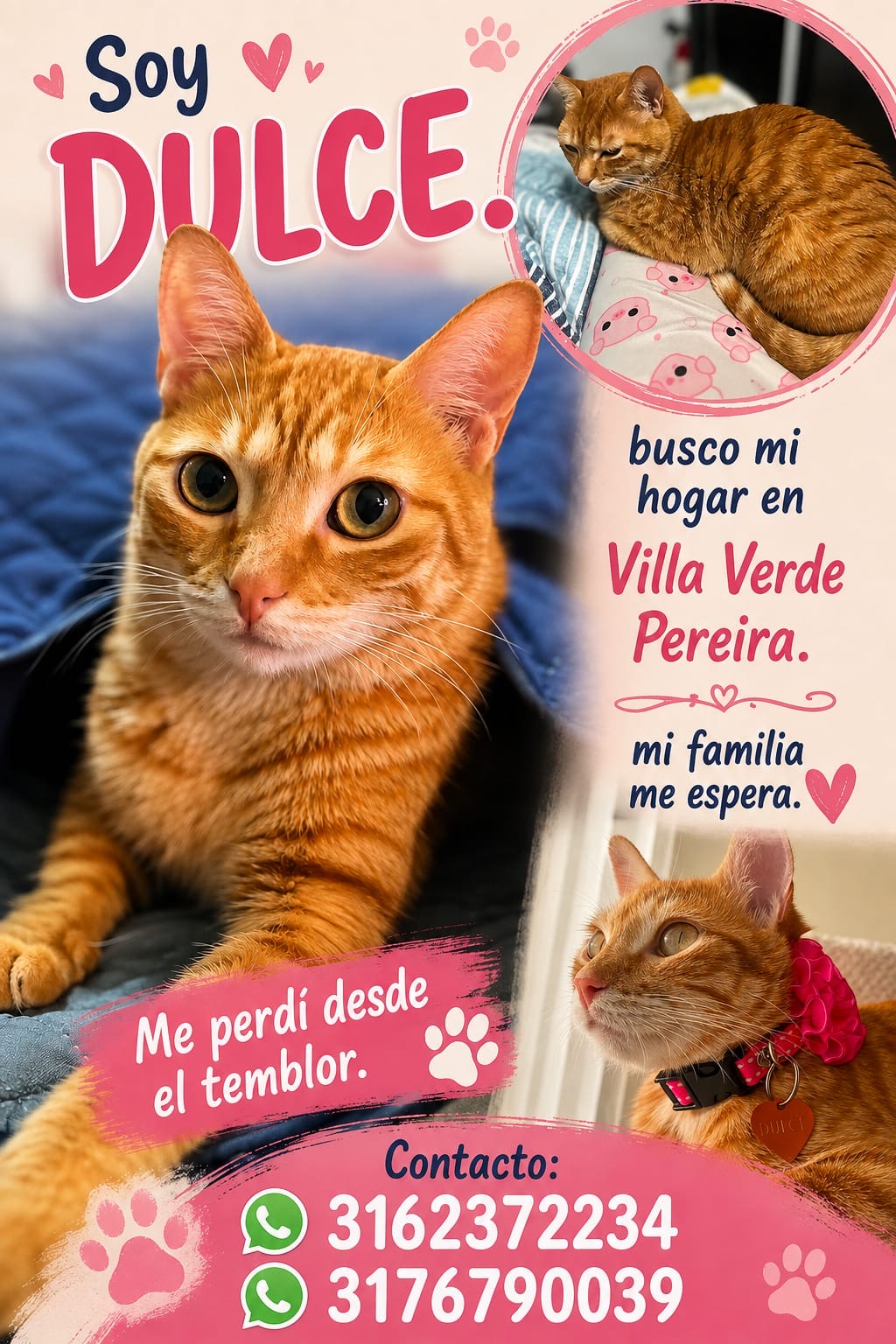 Mascota perdida: ¡Ayudame a encontrar a Dulce! 🐾 Gatita naranja extraviada. 173
