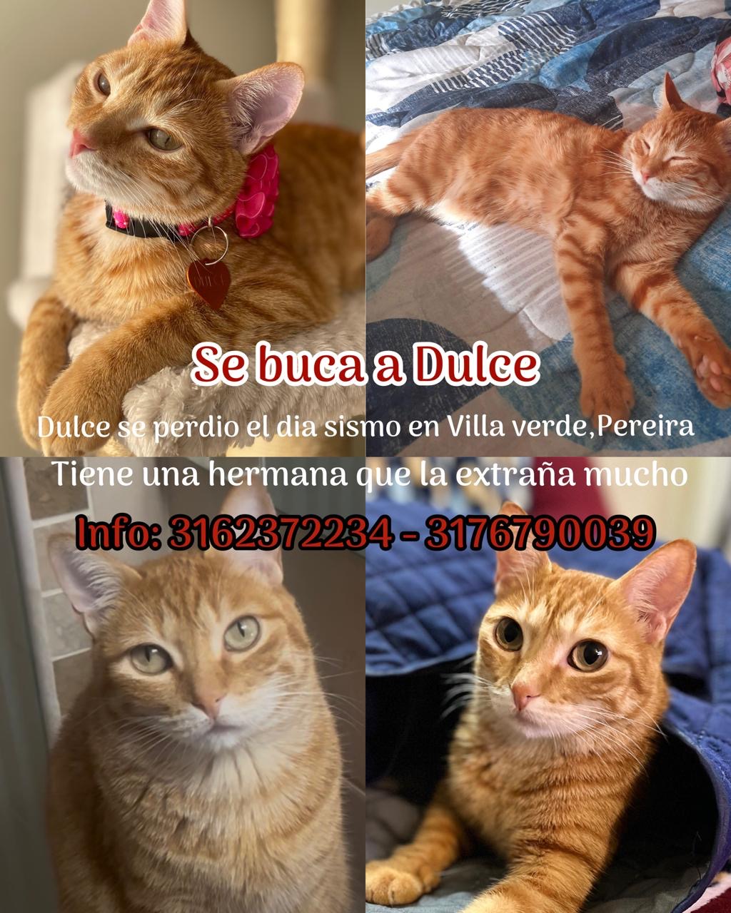 Mascota perdida: ¡Ayudame a encontrar a Dulce! 🐾 Gatita naranja extraviada. 172