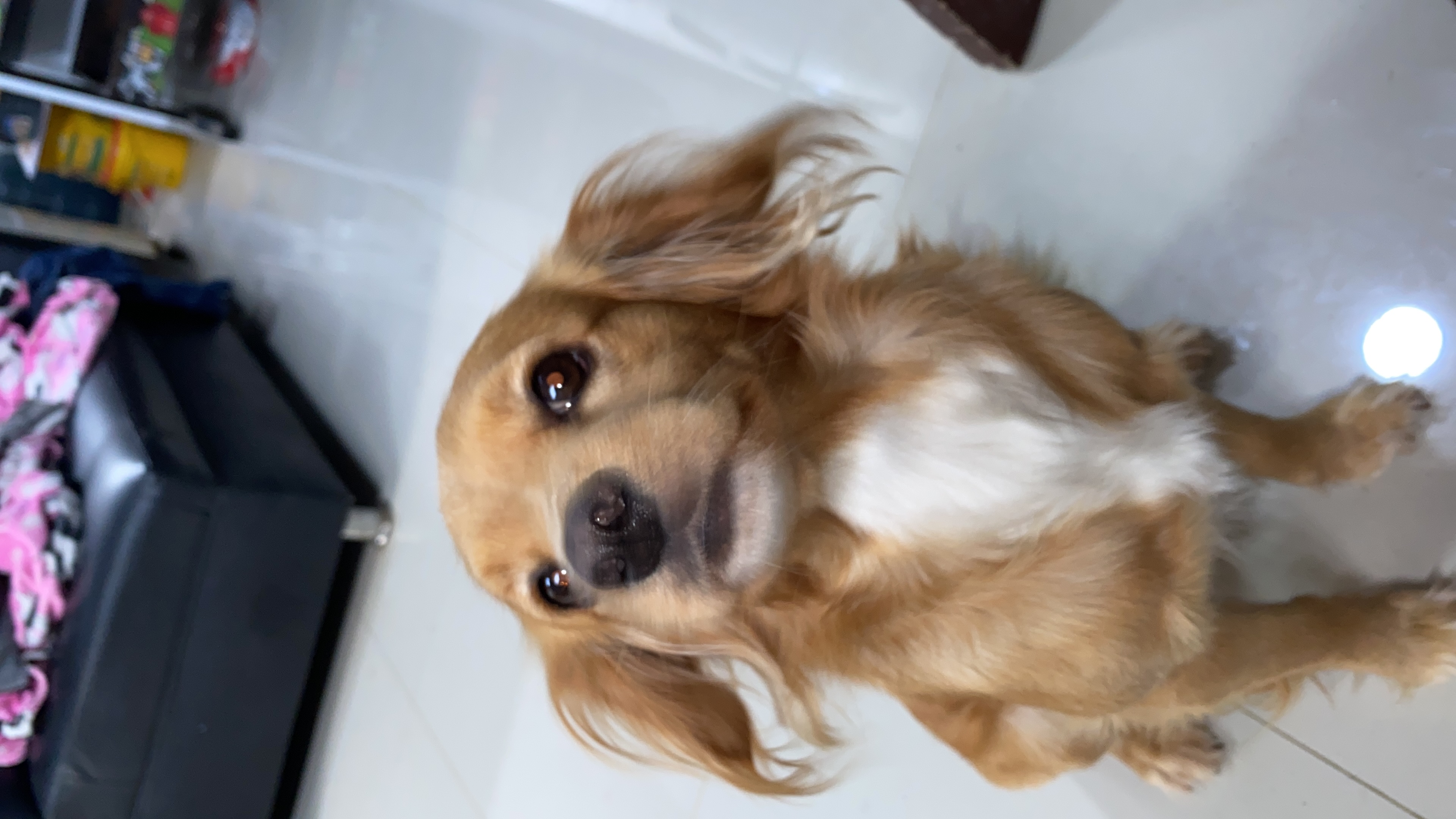 ¡Ayuda! Taison, mi perro seme perdio es enraizado tolden es amarillo pequeño 😔 76