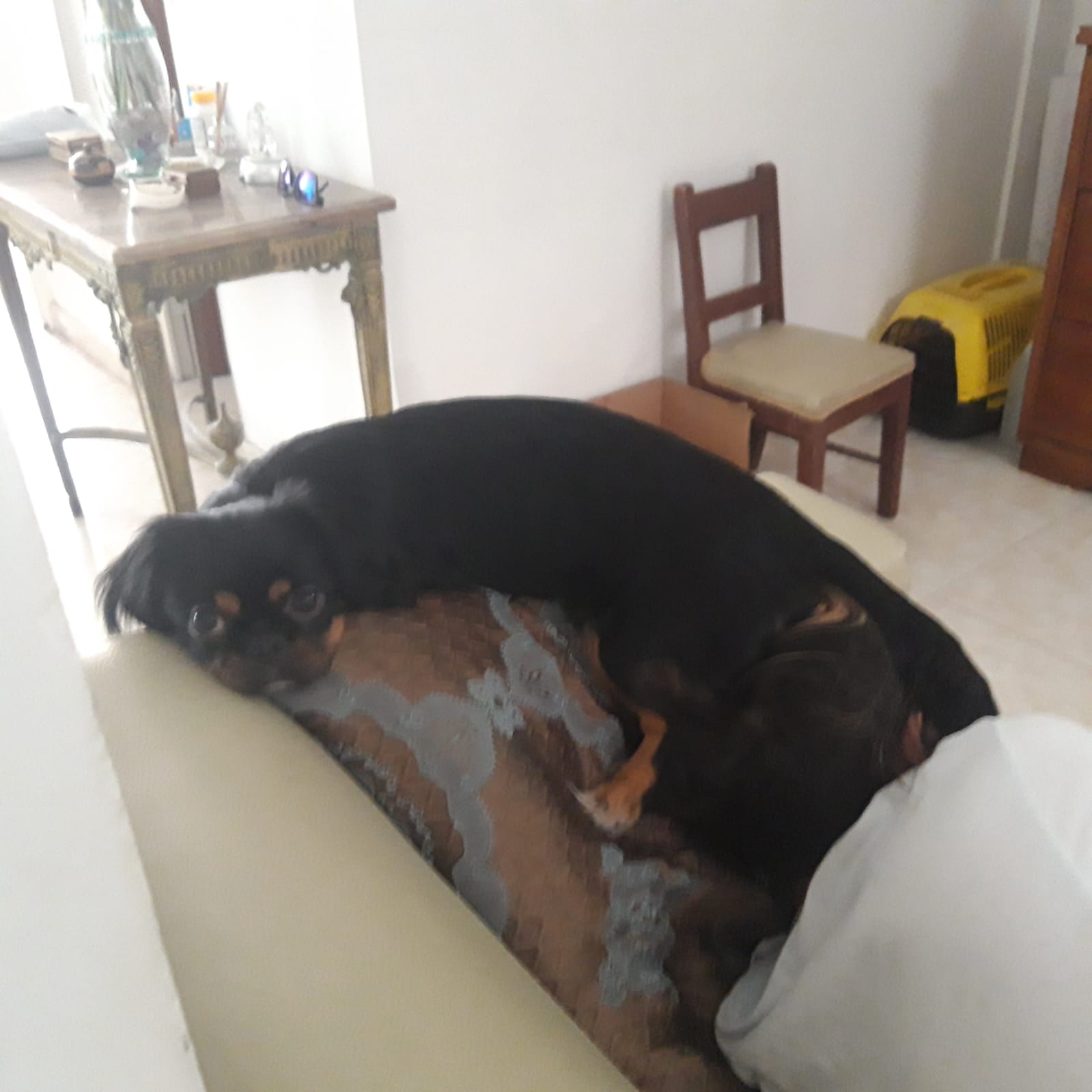 ¡Milú ha desaparecido¡ 🐶 Ayuda a encontrar a mi perrita perdida 45