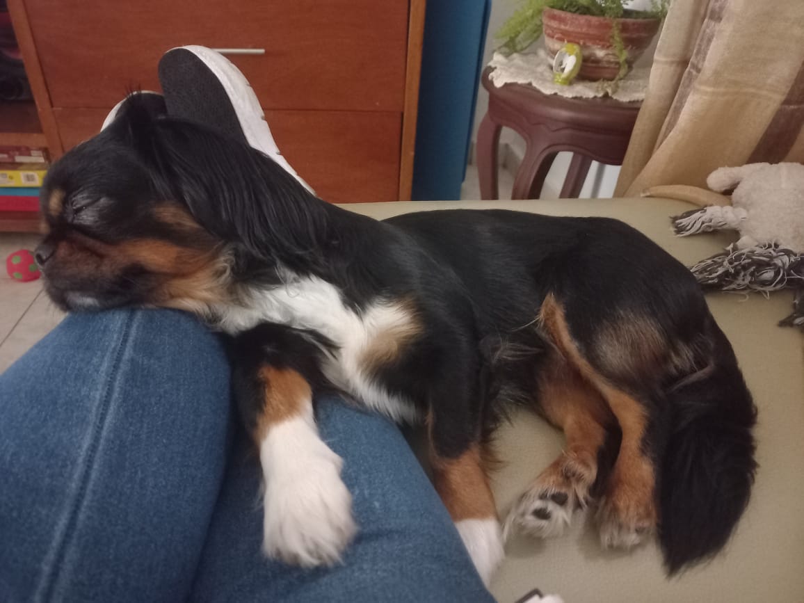 ¡Milú ha desaparecido¡ 🐶 Ayuda a encontrar a mi perrita perdida 44