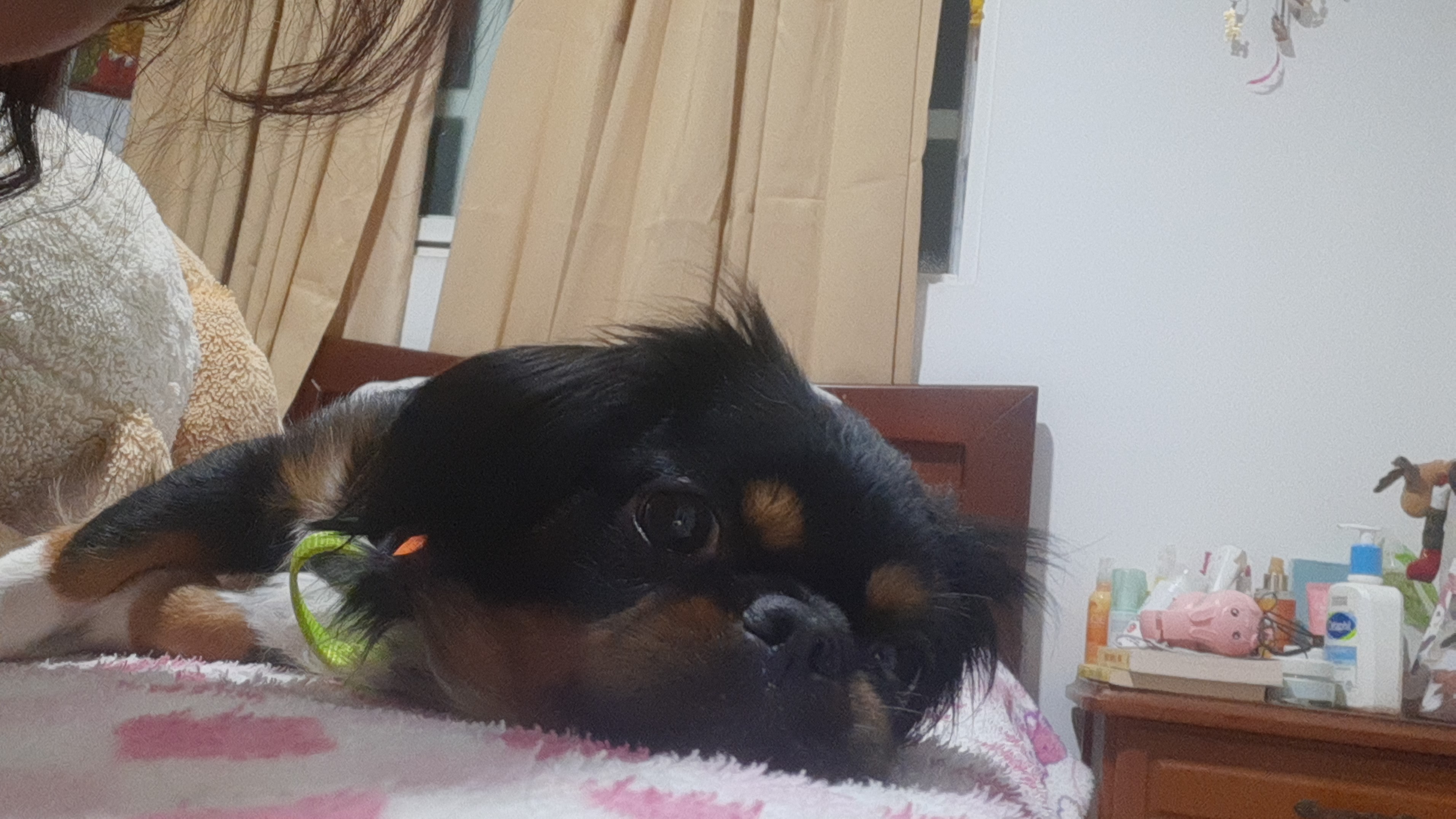 ¡Milú ha desaparecido¡ 🐶 Ayuda a encontrar a mi perrita perdida 47