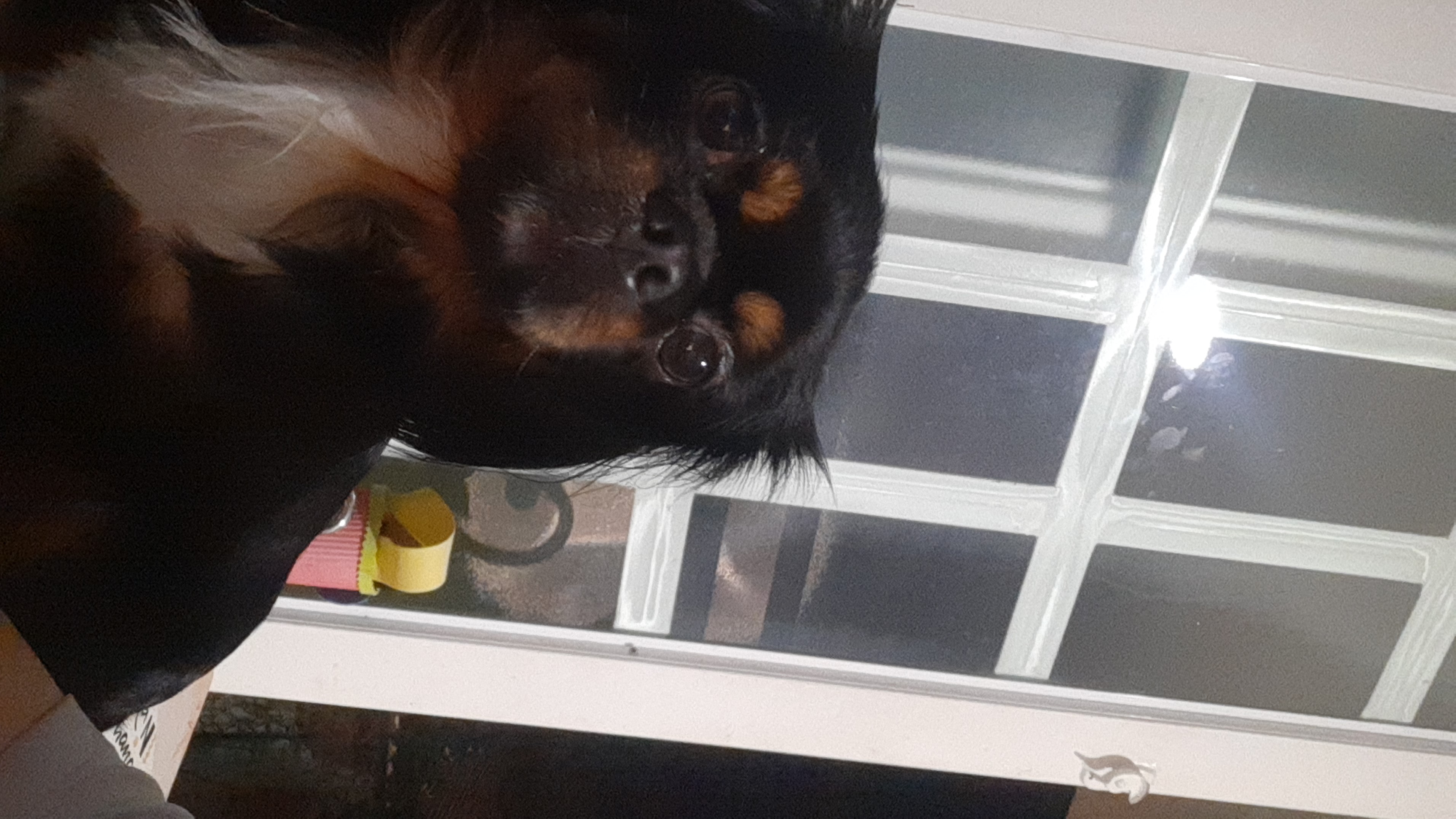 ¡Milú ha desaparecido¡ 🐶 Ayuda a encontrar a mi perrita perdida 46