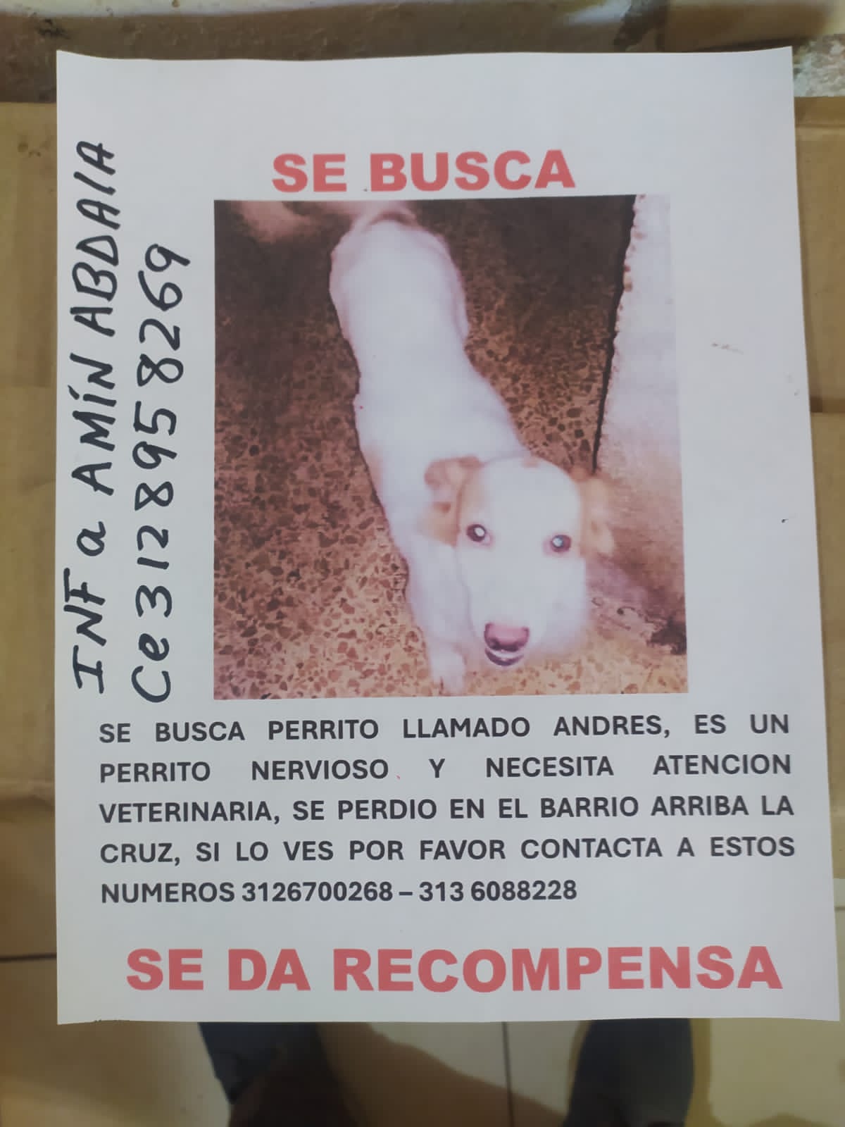 Se busca Andres: Perrito perdido, necesita atencion veterinaria. Recompensa! 40