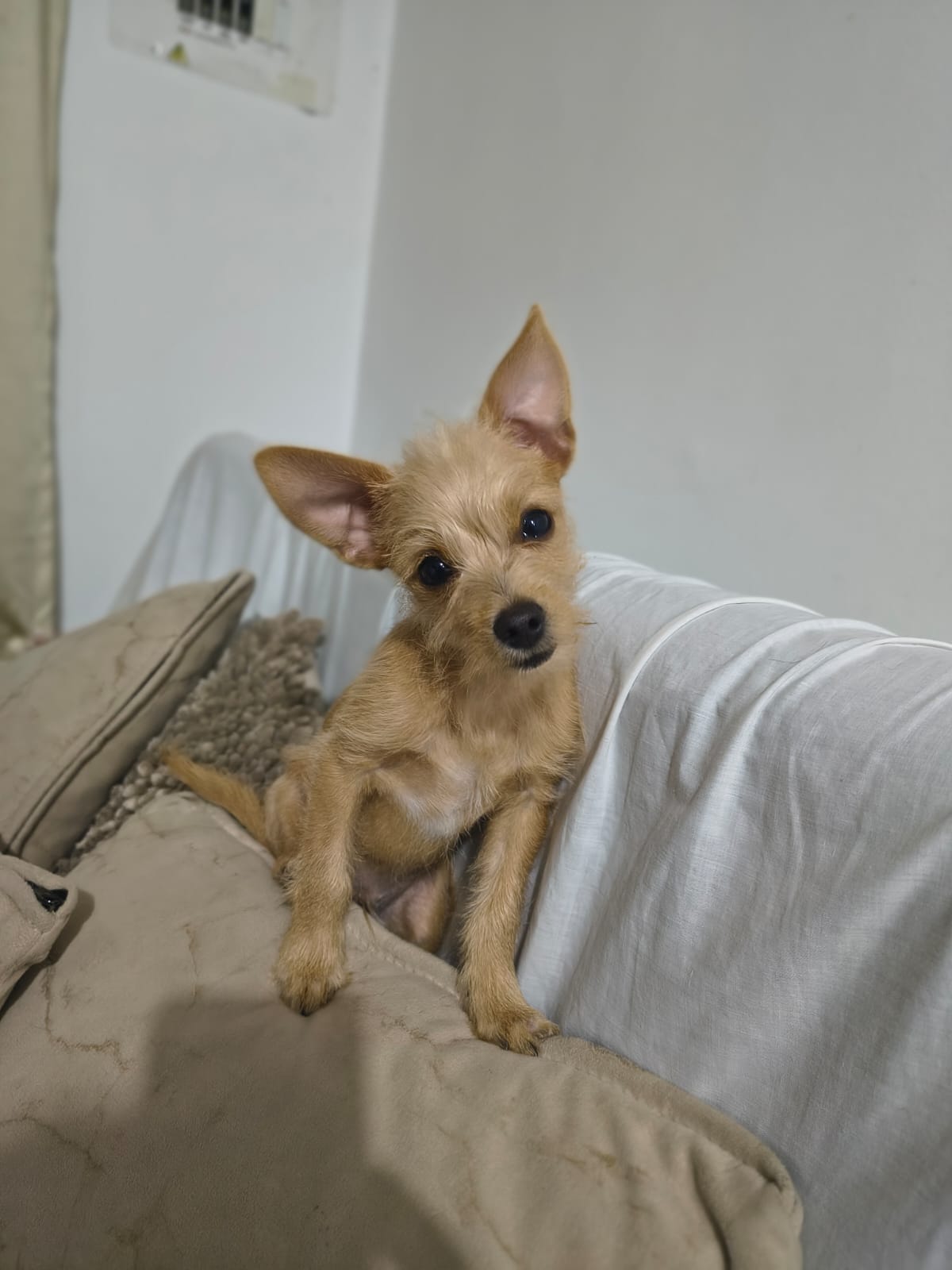¡Pache, mi perrito se ha perdido! Ayudame a encontrarlo. 101