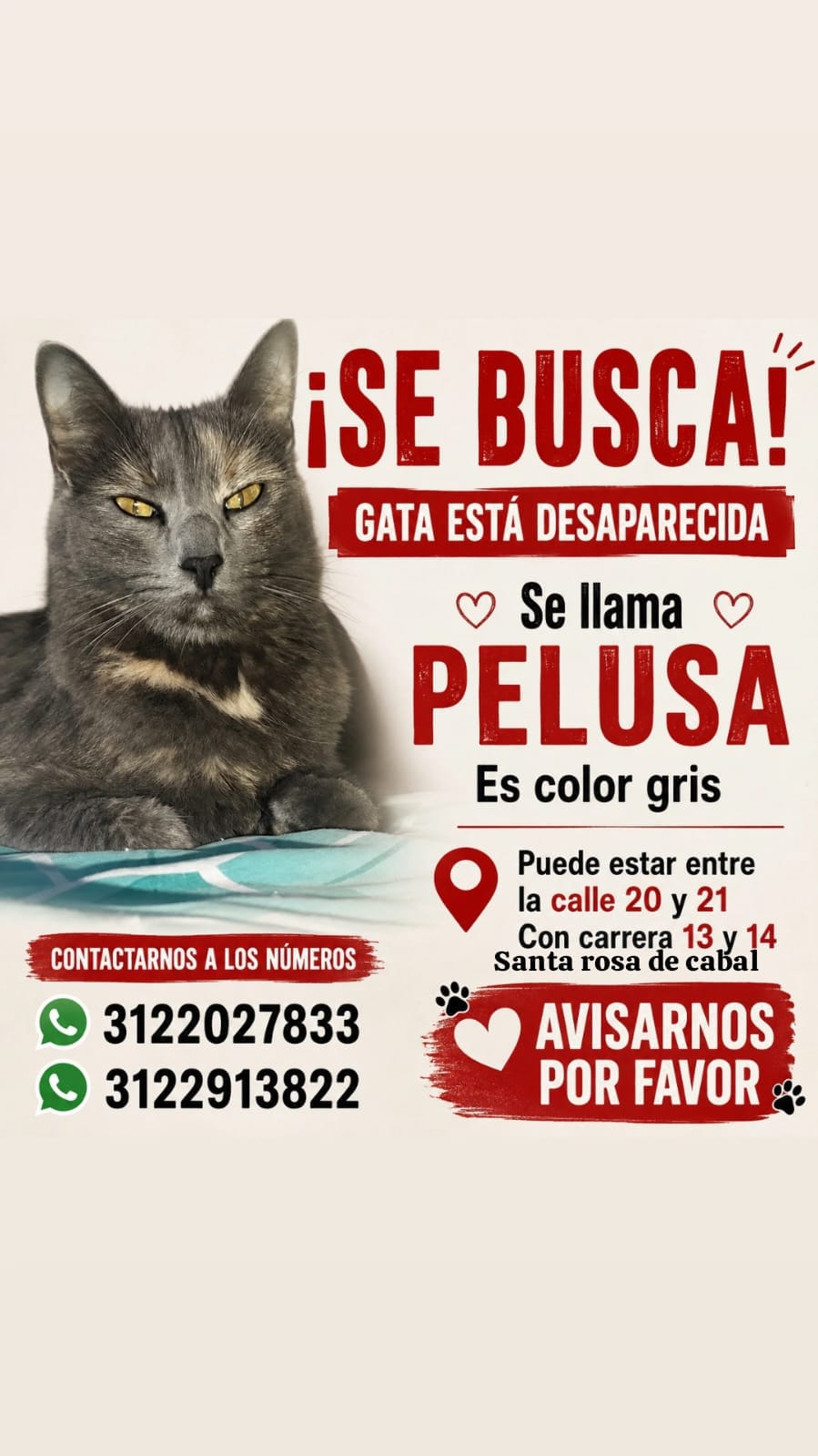 ¡Pelusa ha desaparecido! Gata perdida, busca su hogar 🥺🐾 166