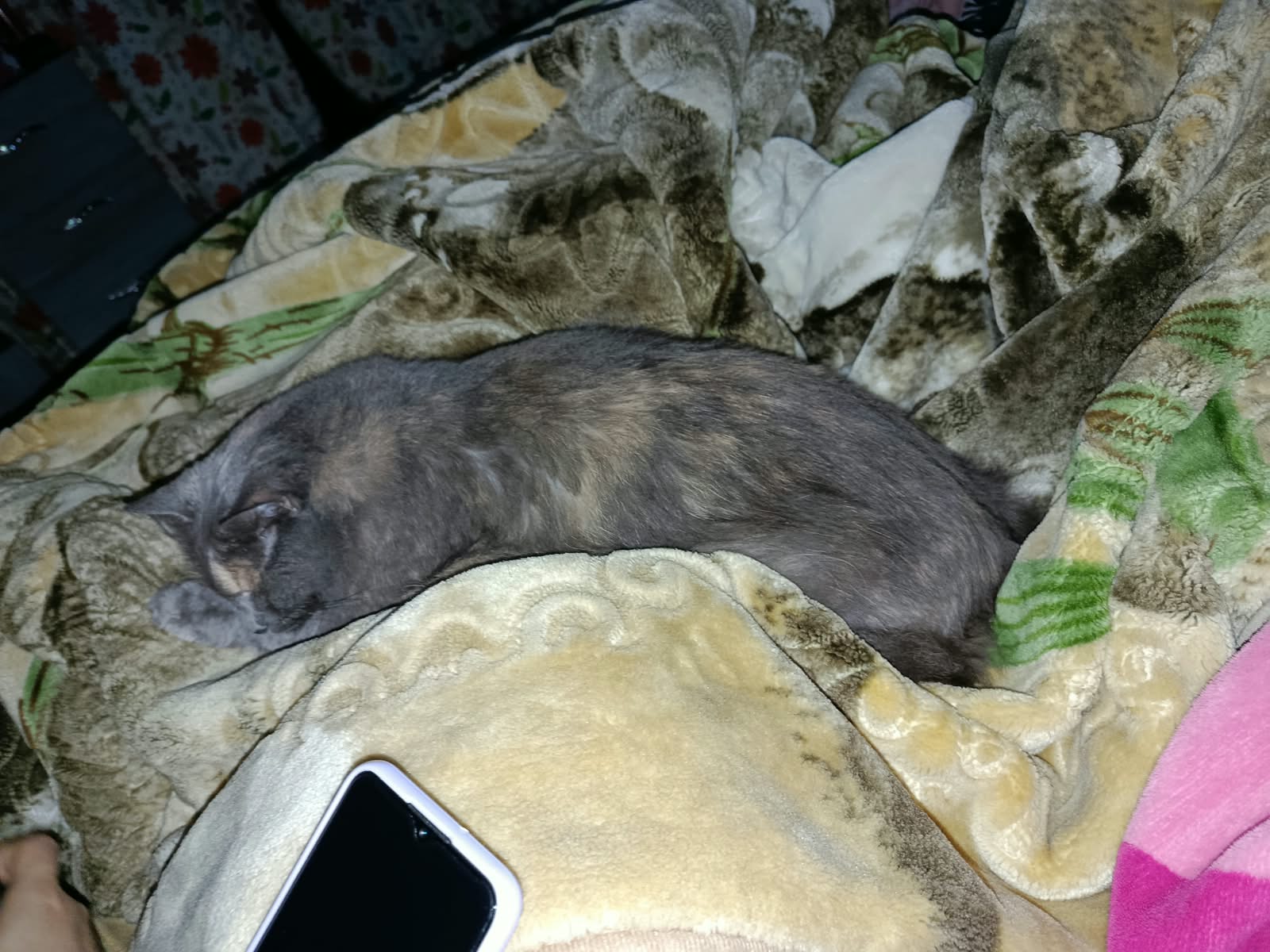 ¡Pelusa ha desaparecido! Gata perdida, busca su hogar 🥺🐾 168