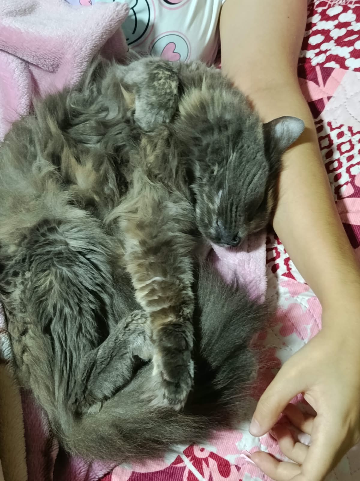 ¡Pelusa ha desaparecido! Gata perdida, busca su hogar 🥺🐾 167