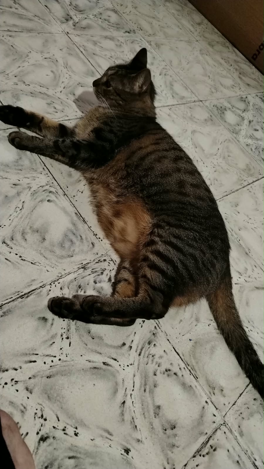 Luna, Gata Perdida, ayuda urgente 225