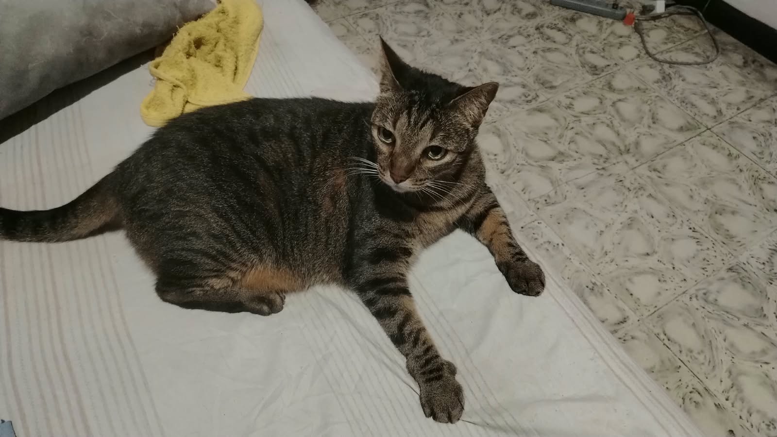 Luna, Gata Perdida, ayuda urgente 222