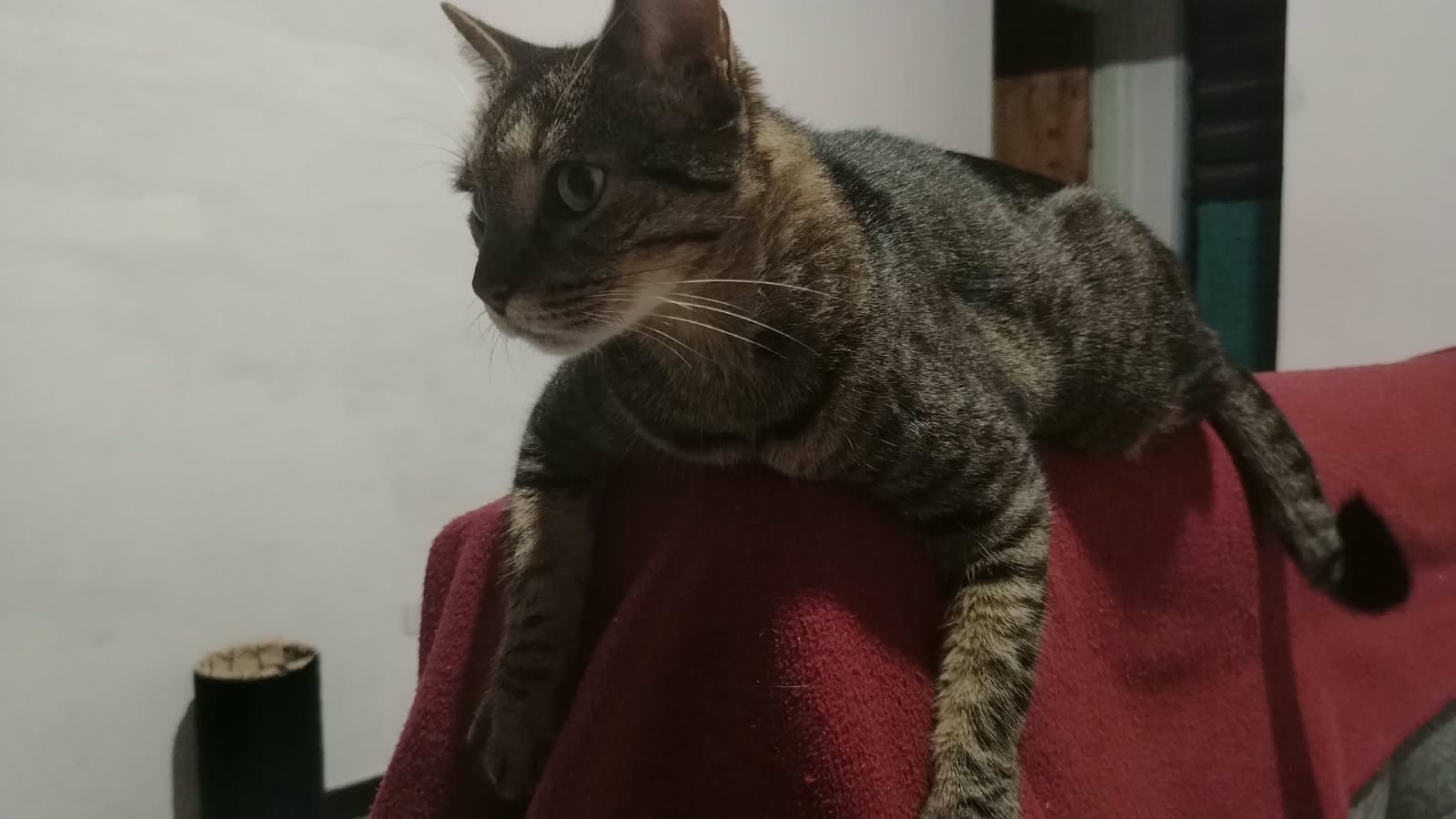 Luna, Gata Perdida, ayuda urgente 223