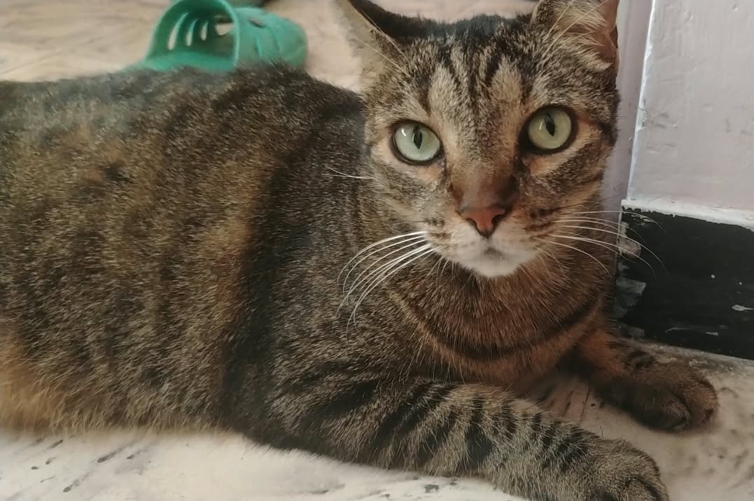 Luna, Gata Perdida, ayuda urgente 224