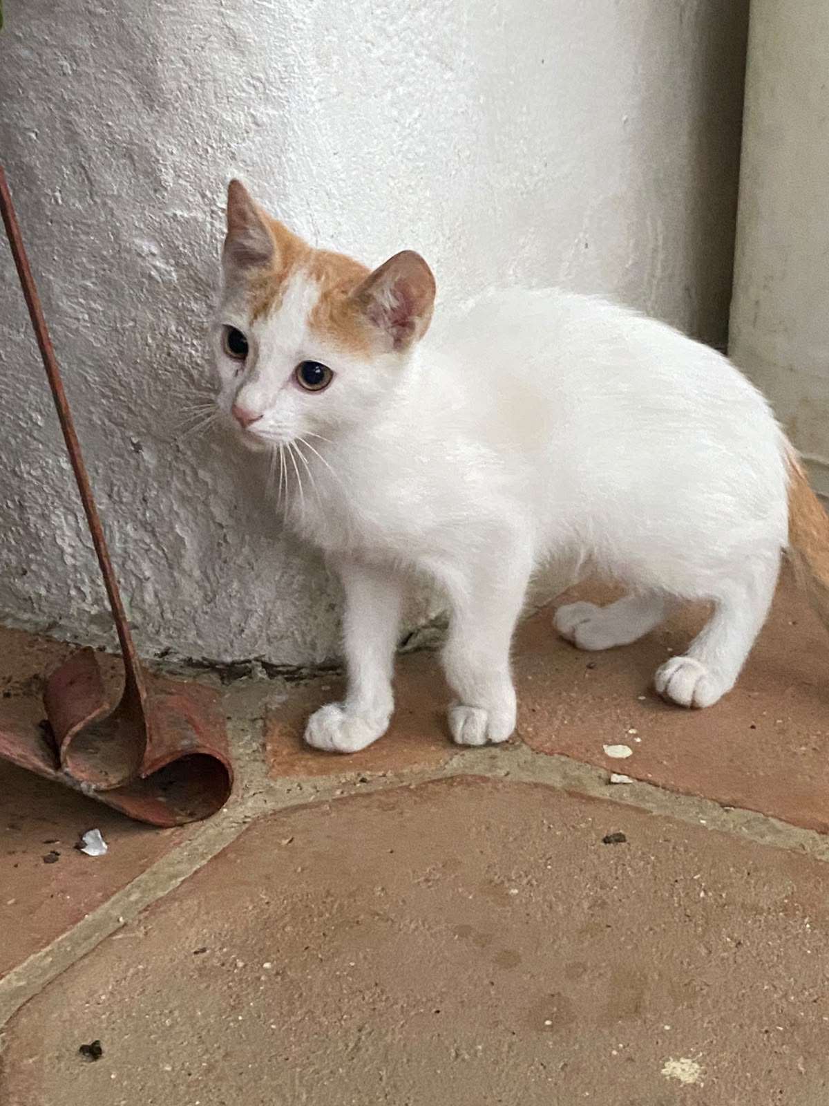 Adorable gatita blanca y naranja busca un hogar lleno de amor 💖 235