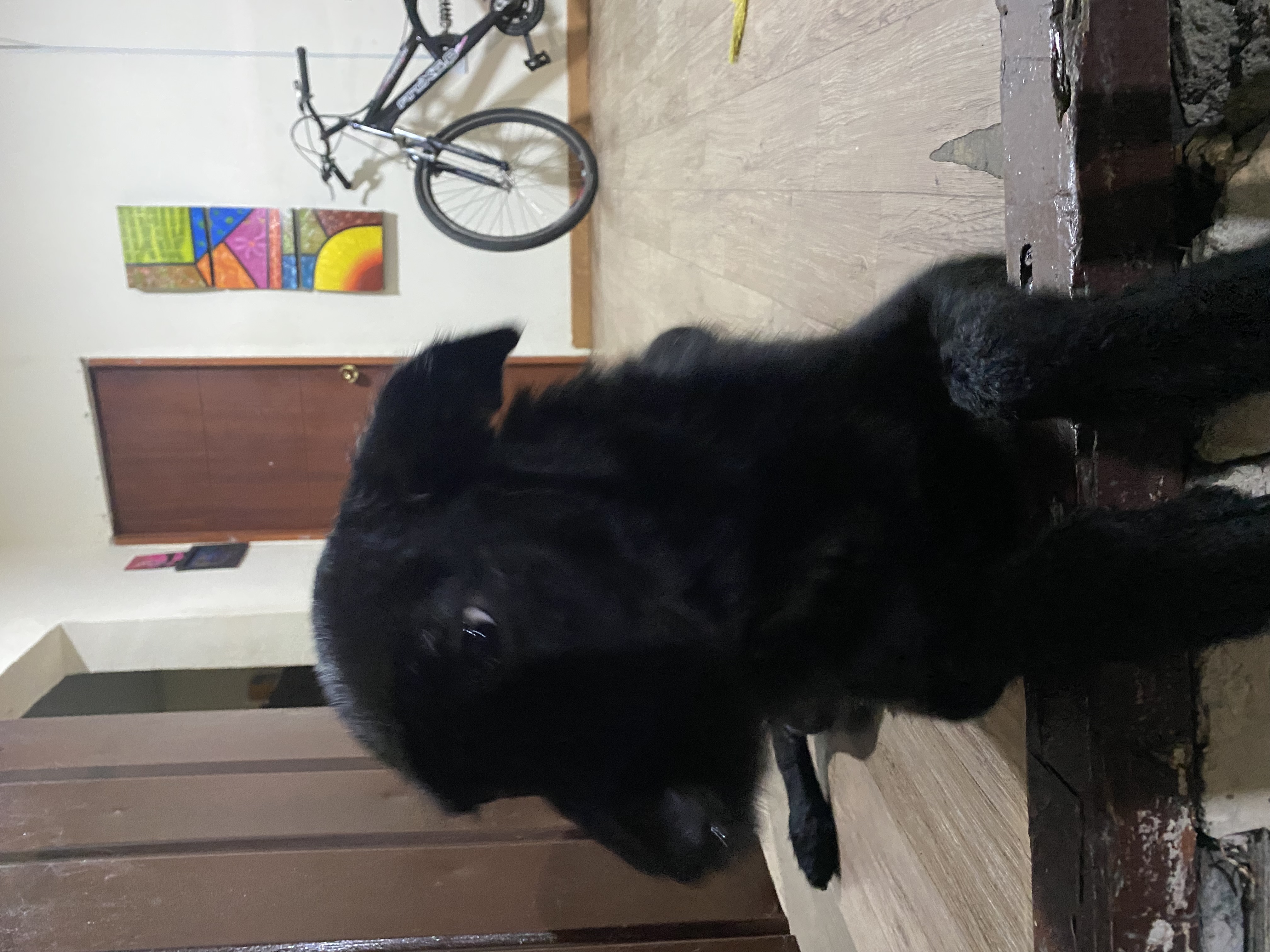 Nala, mi perrita perdida, ¡ayuda a encontrarla! 🐶 62