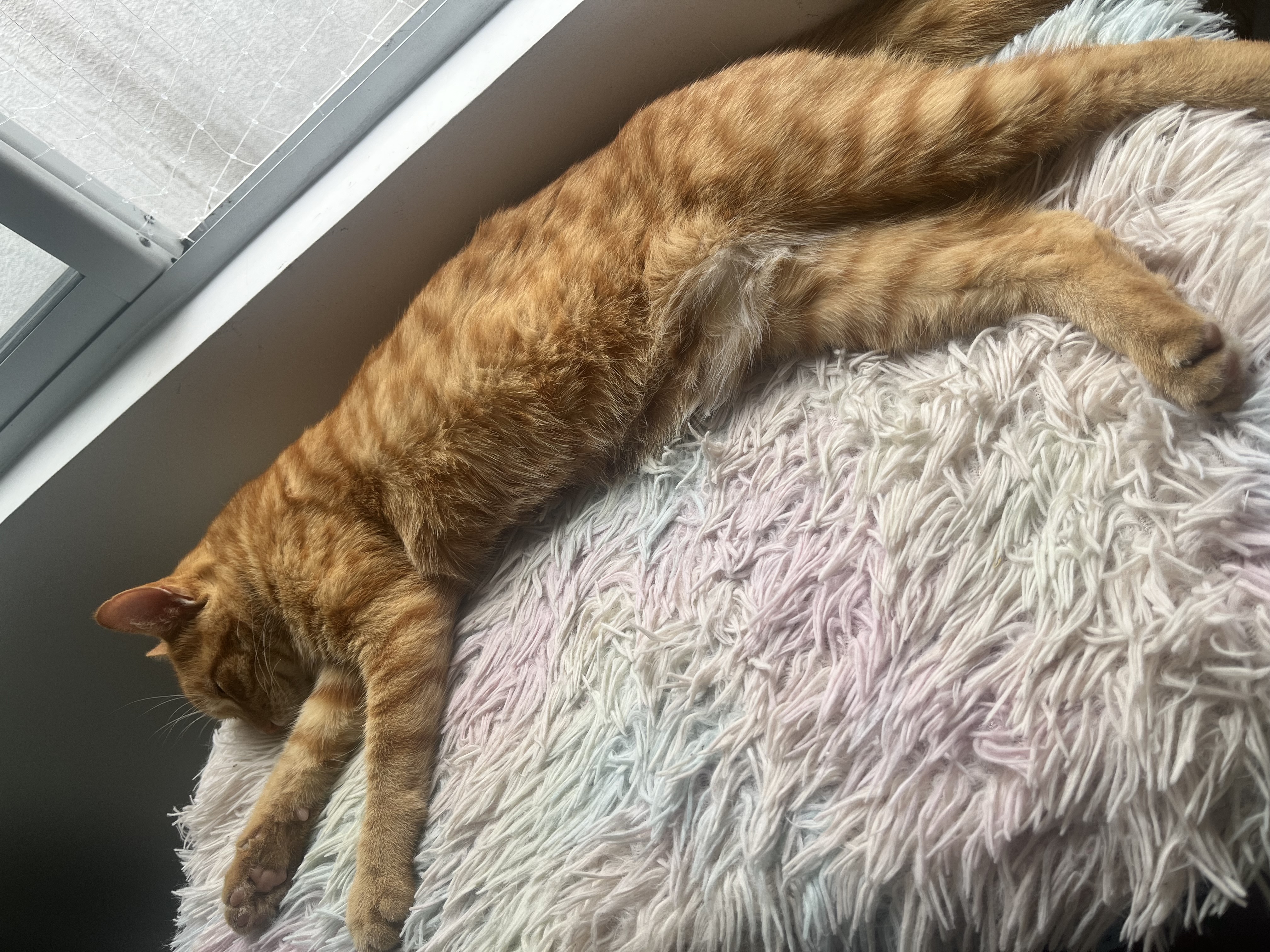 ¡Se busca Dulce! Gata naranja, atigrada, mediana. Recompensa por su paradero. 130