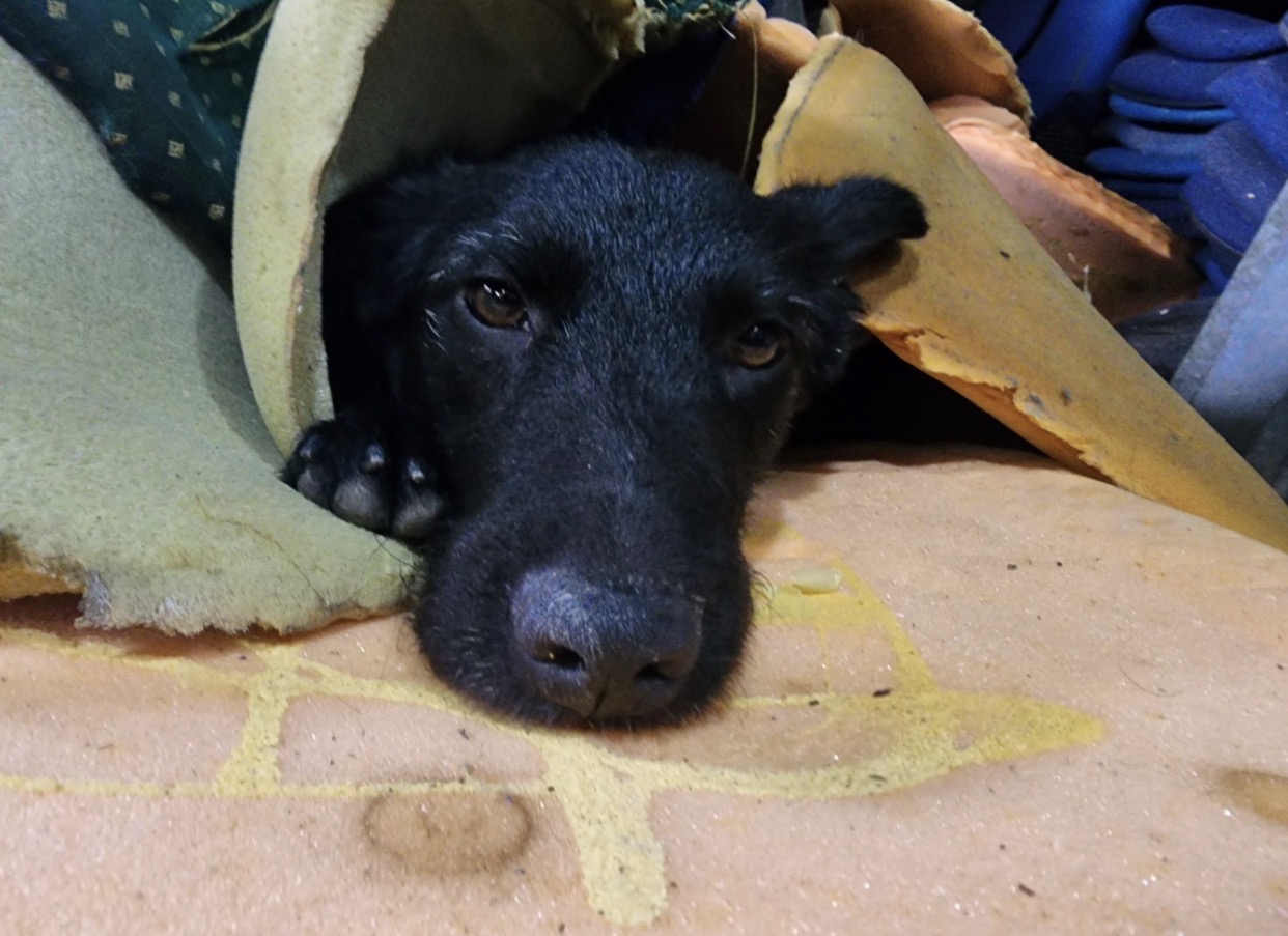Nala, mi perrita perdida, ¡ayuda a encontrarla! 🐶 60