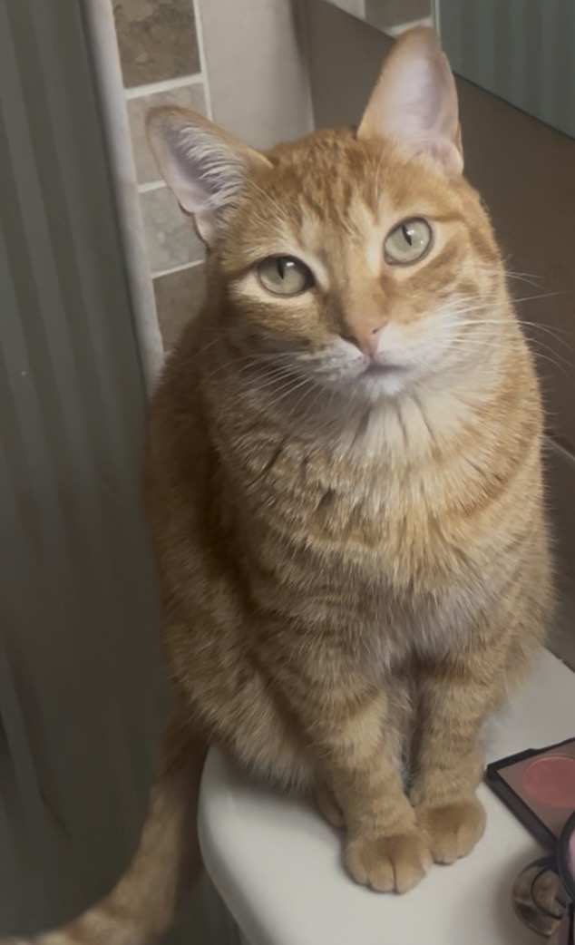 ¡Se busca Dulce! Gata naranja, atigrada, mediana. Recompensa por su paradero. 128