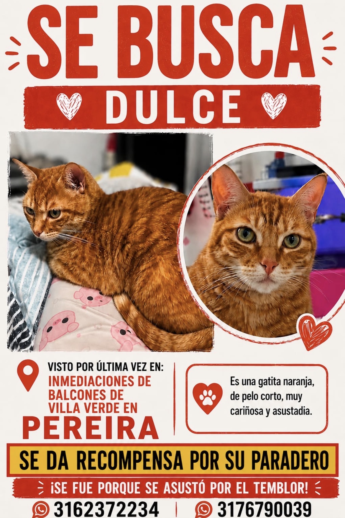 ¡Se busca Dulce! Gata naranja, atigrada, mediana. Recompensa por su paradero. 132