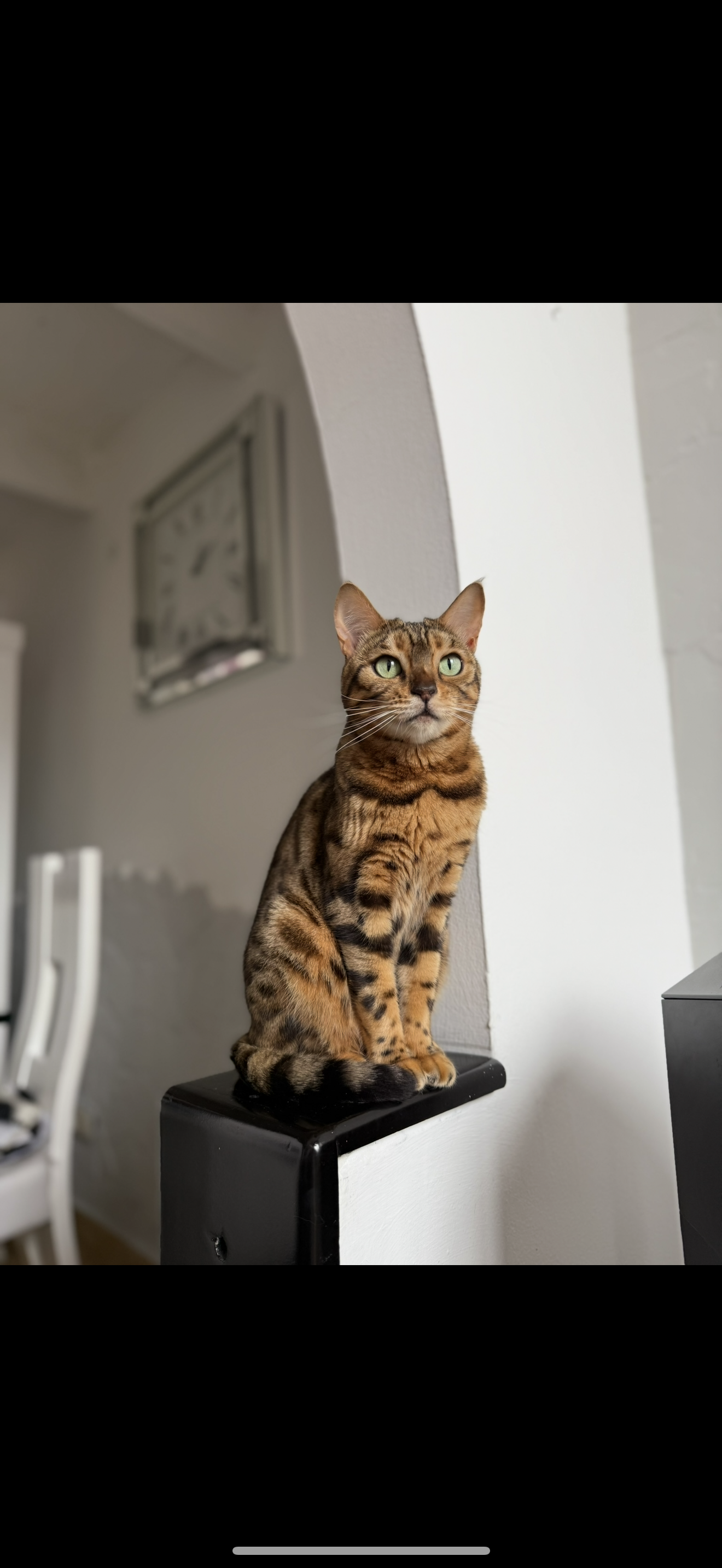 ¡Mascota Perdida! Gata Bengalí llamada Gamora, responde a su nombre. 65