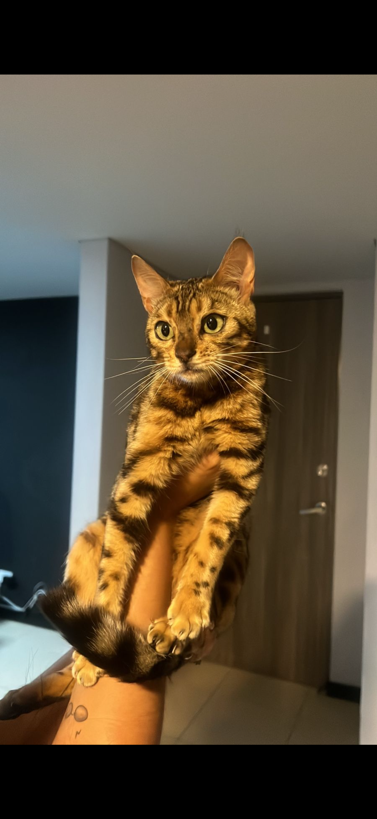 ¡Mascota Perdida! Gata Bengalí llamada Gamora, responde a su nombre. 64