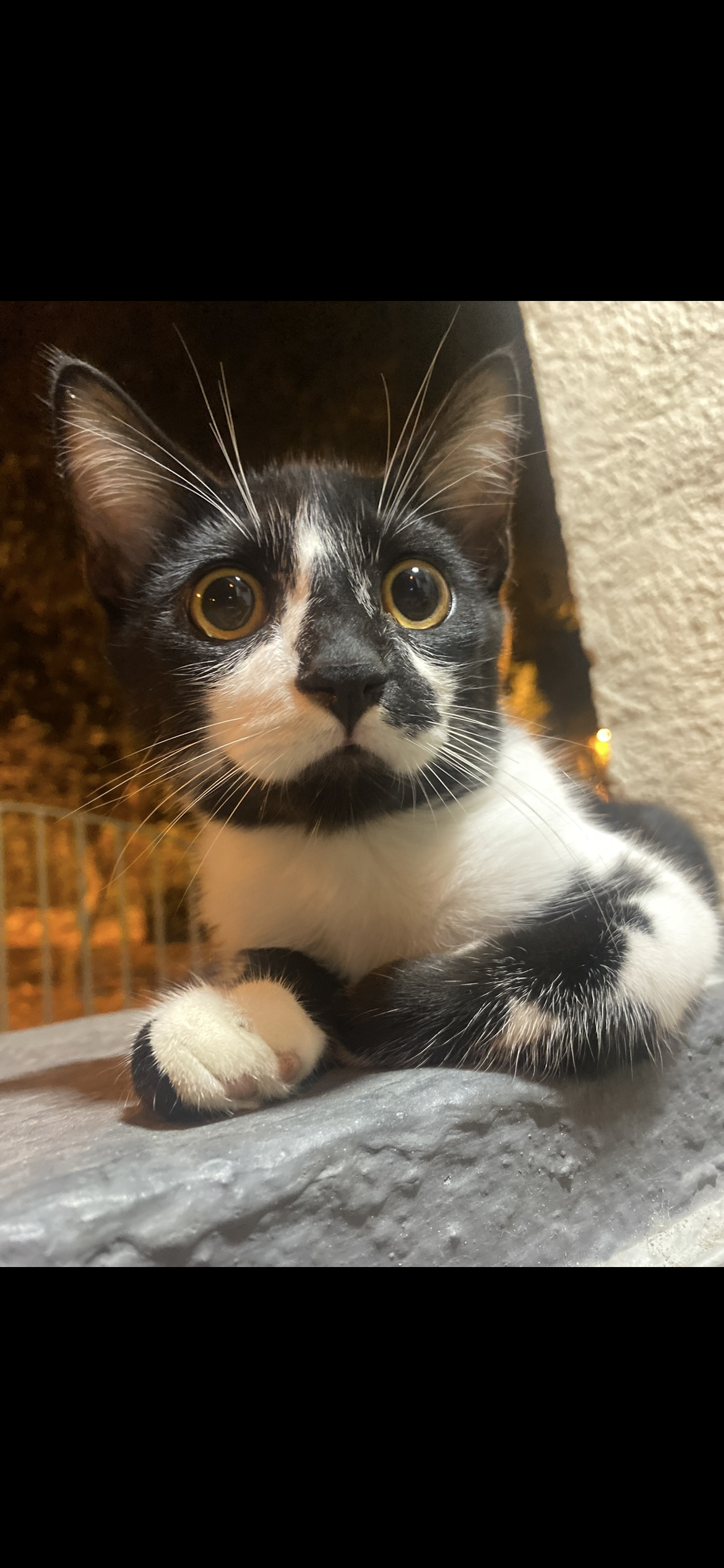 ¡Se busca! Pedro Jose, gato perdido en Tulua. ¡Ayuda a encontrarlo! 84