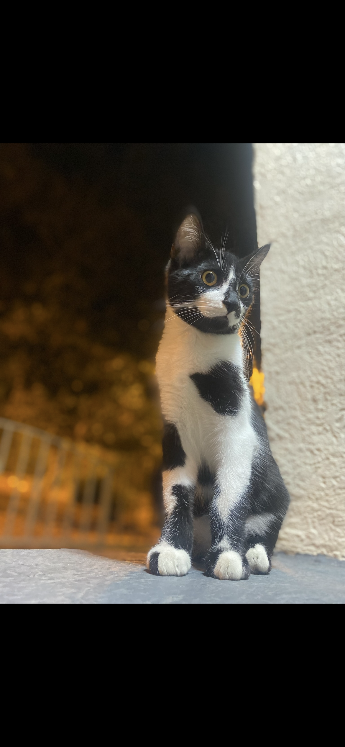 ¡Se busca! Pedro Jose, gato perdido en Tulua. ¡Ayuda a encontrarlo! 83