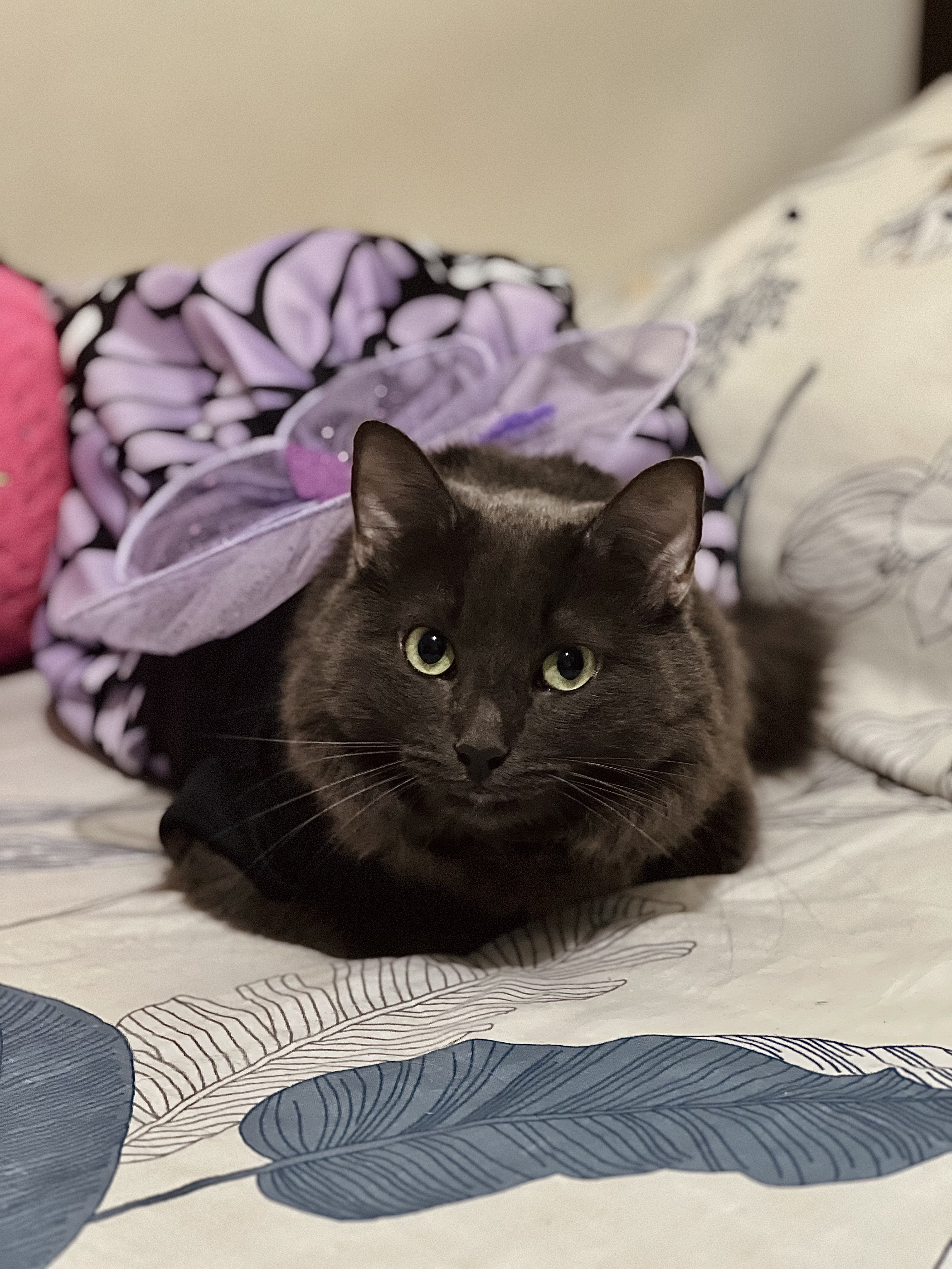 ¡Pandora, gata perdida! Ayuda a encontrarla 😿 151