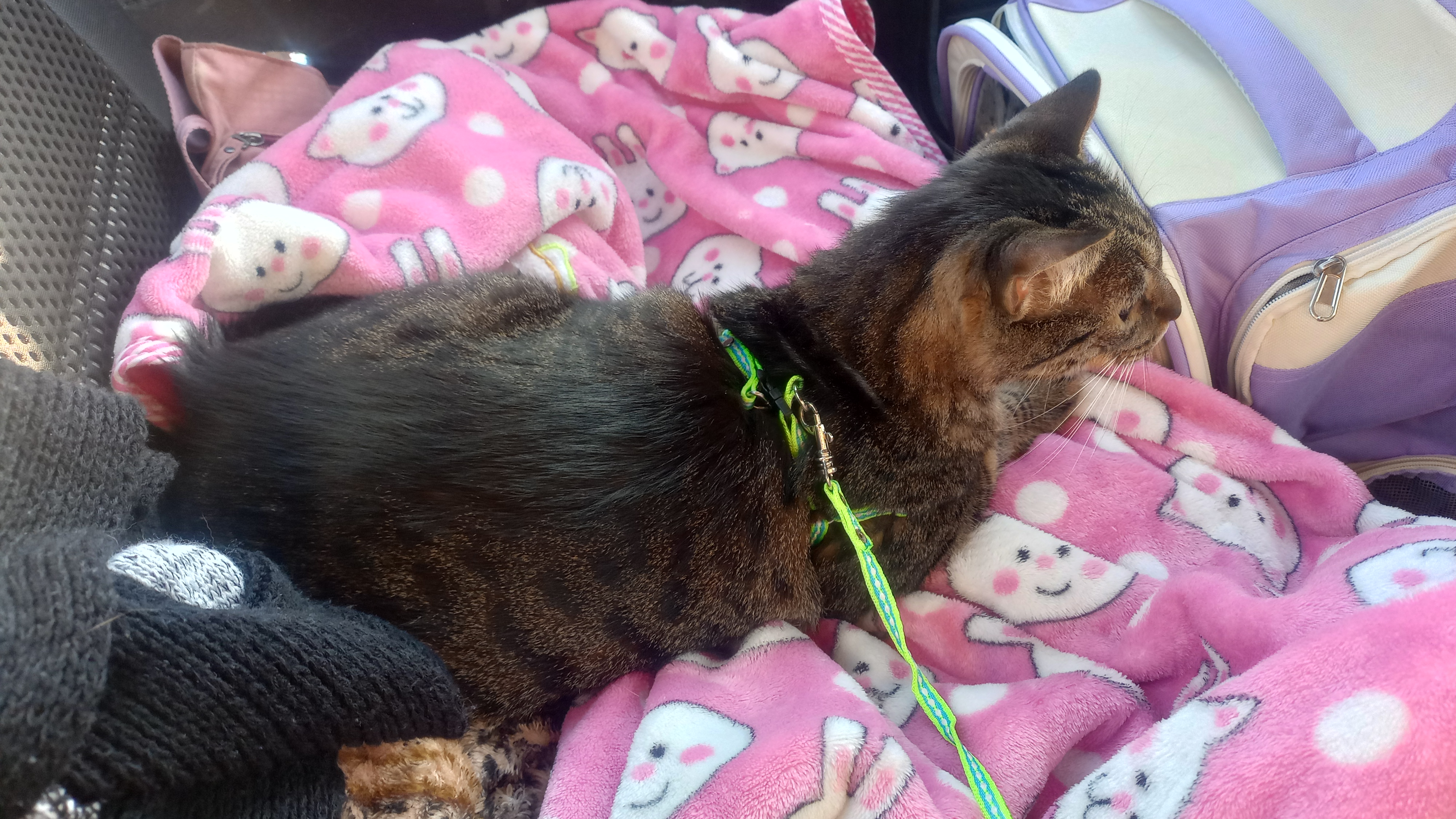 Luna, Gata Perdida, ayuda urgente 226