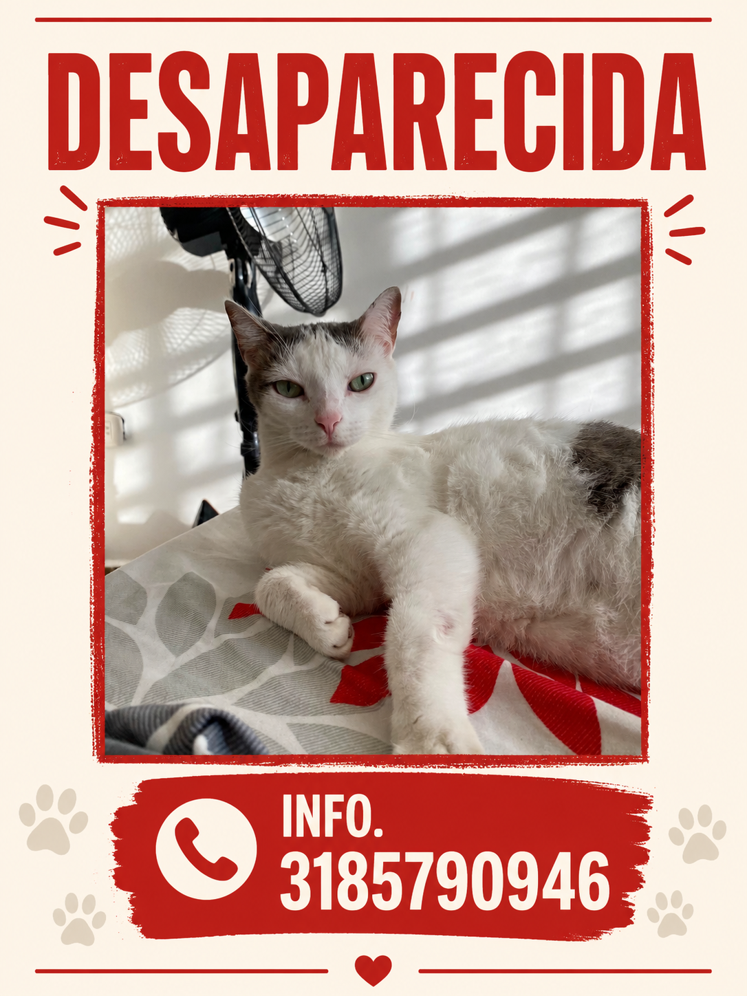 Toky: Gato perdido - ¡Ayúdanos a encontrarlo! 86