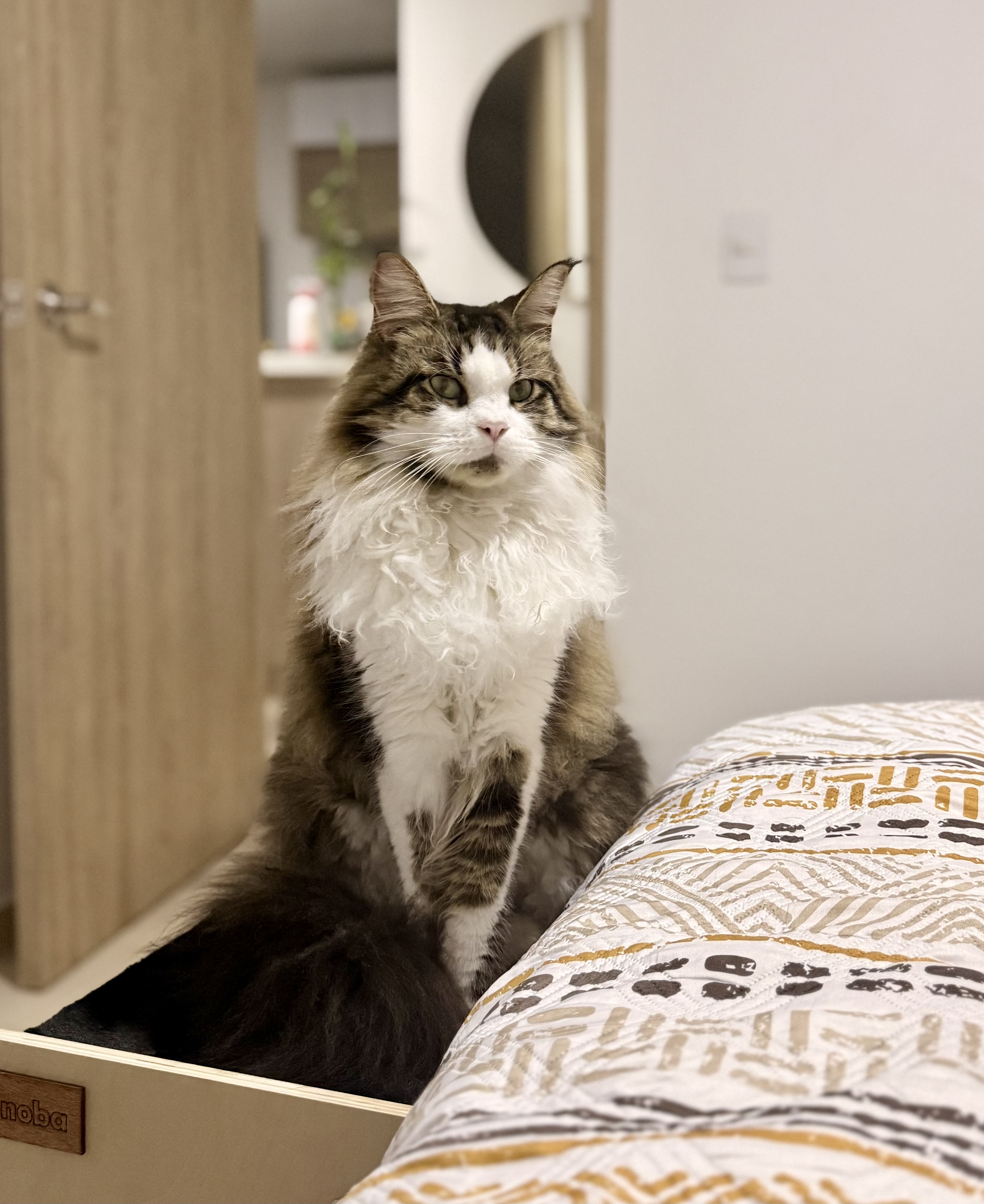 🚨 ¡Mascota Perdida! Ares, gato Maine Coon, busca su hogar 🏠 118
