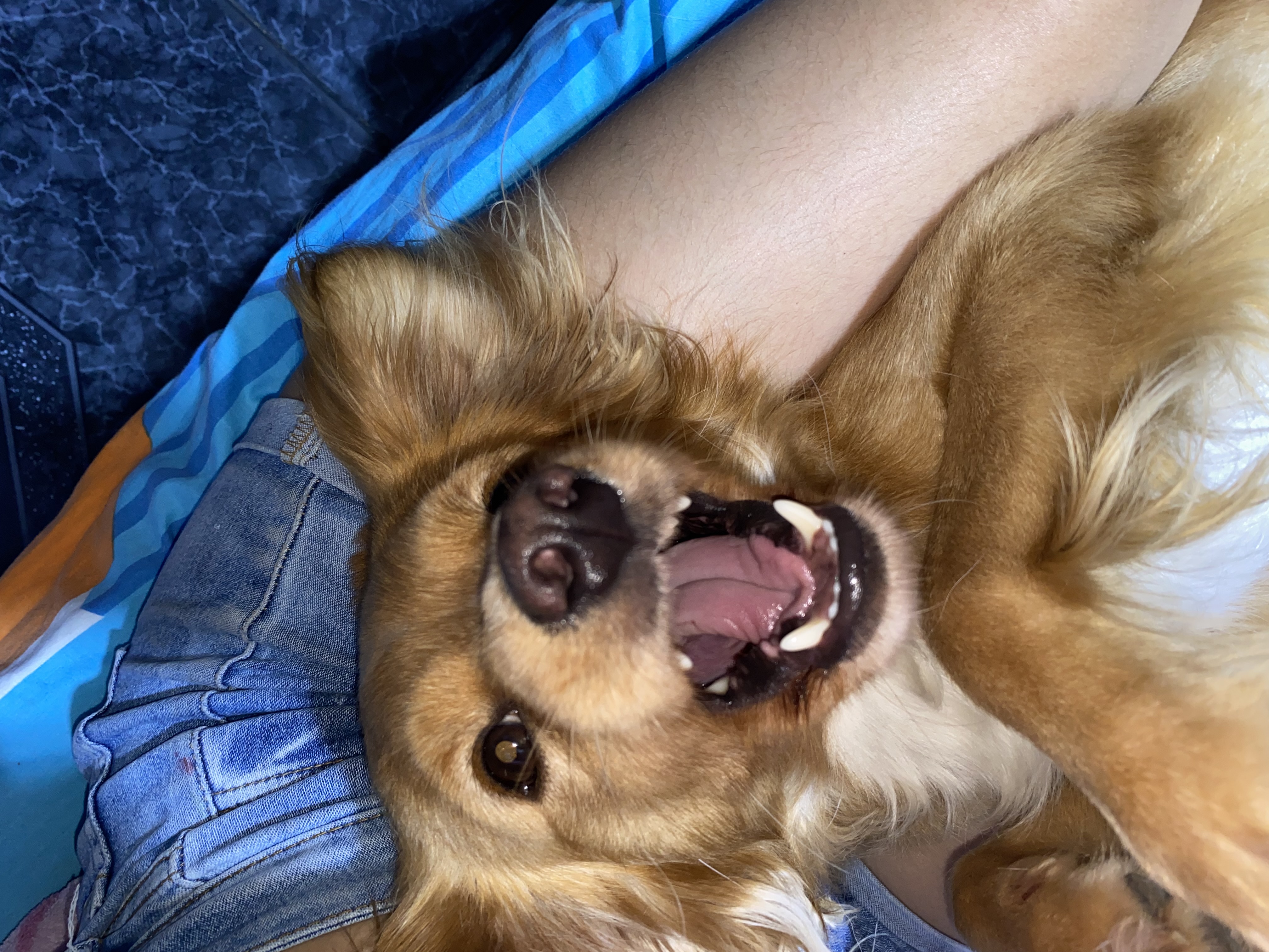 ¡Ayuda! Taison, mi perro seme perdio es enraizado tolden es amarillo pequeño 😔 78
