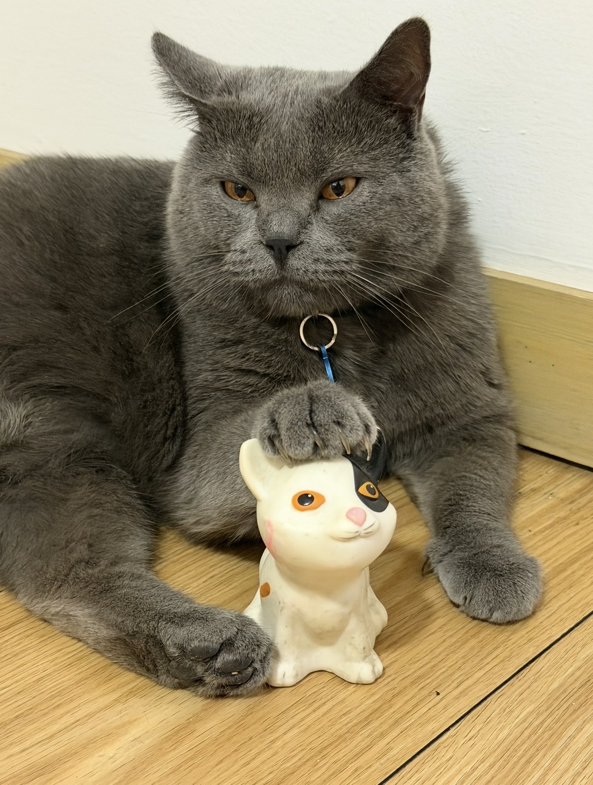 Gato Azul Ruso perdido en busca de su hogar 😿 197