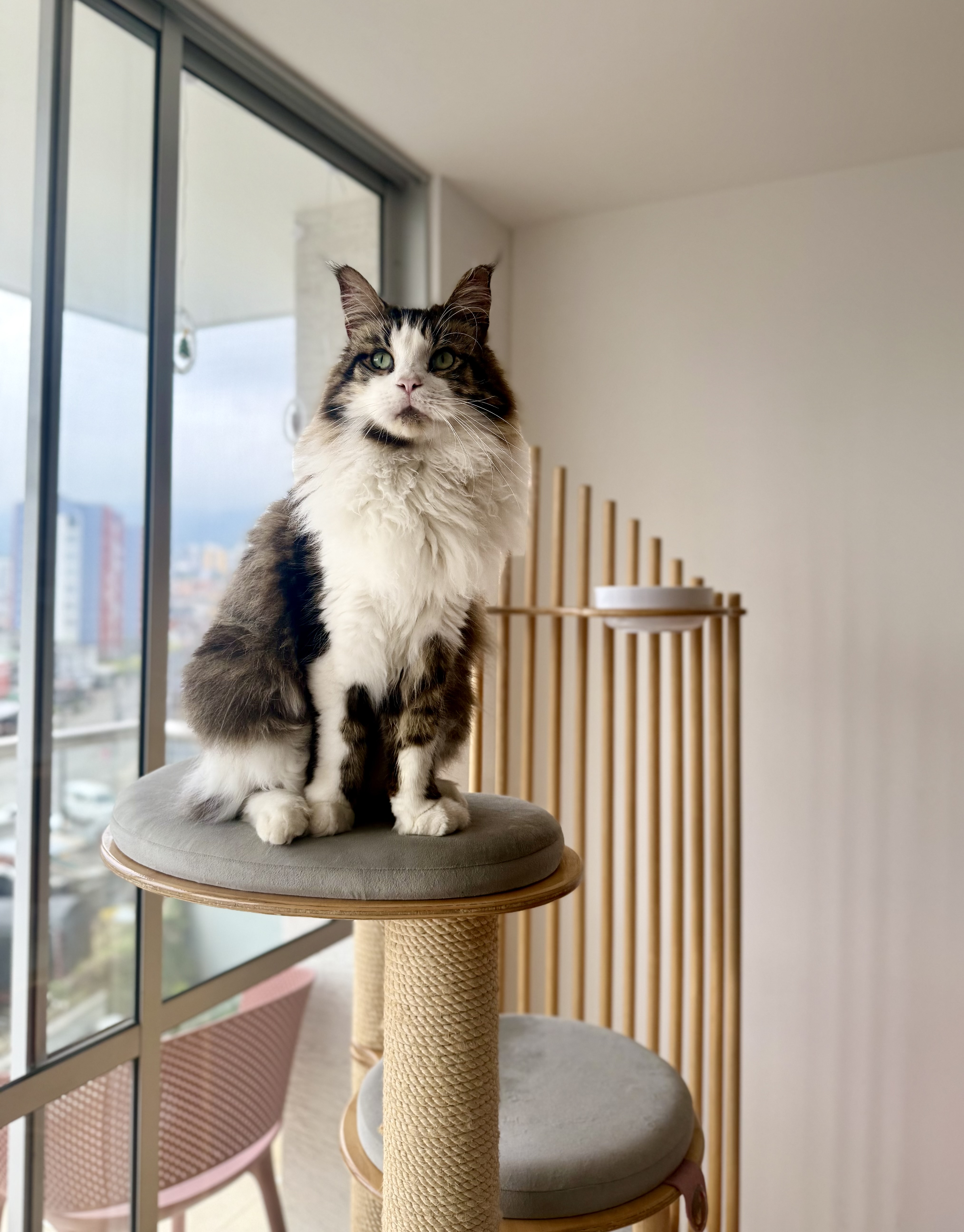 🚨 ¡Mascota Perdida! Ares, gato Maine Coon, busca su hogar 🏠 119