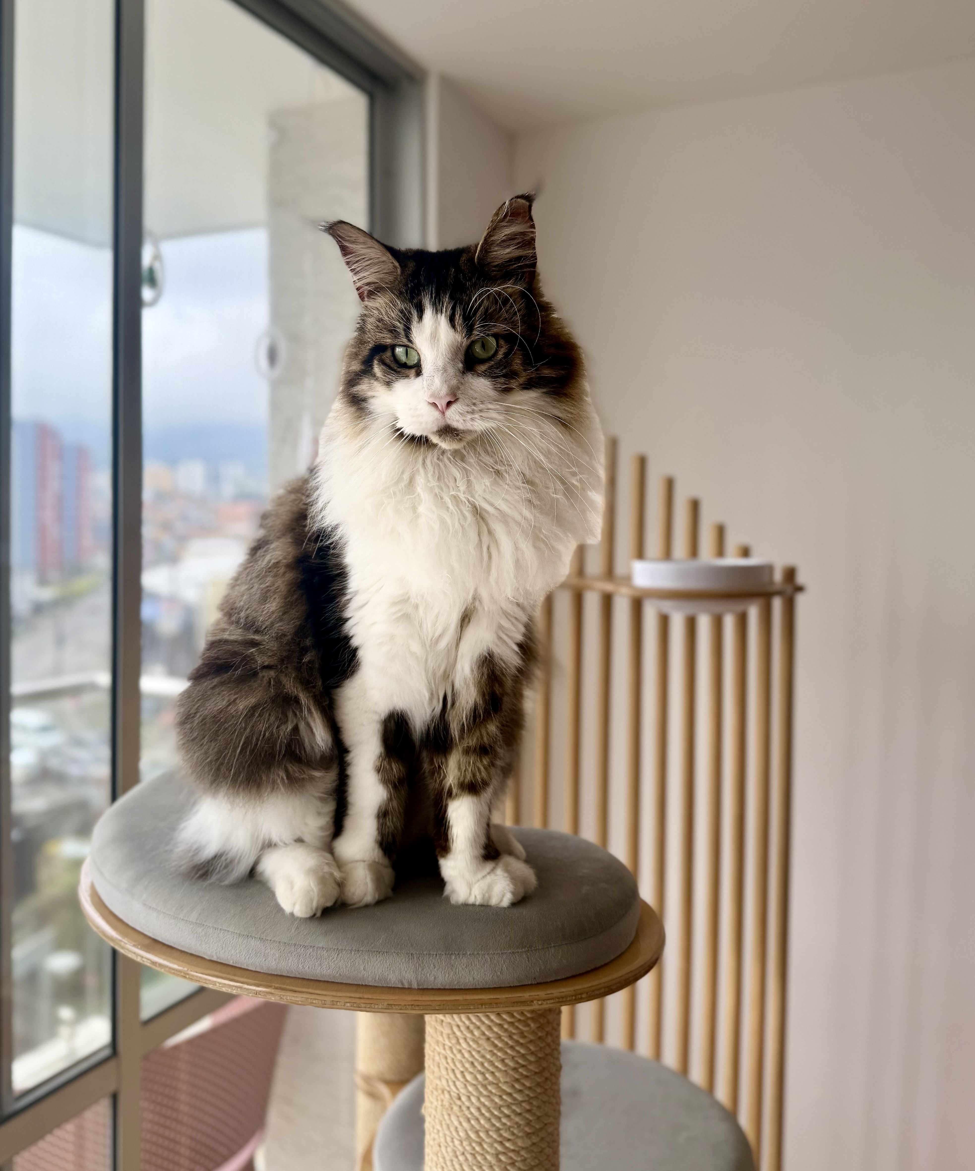 🚨 ¡Mascota Perdida! Ares, gato Maine Coon, busca su hogar 🏠 117
