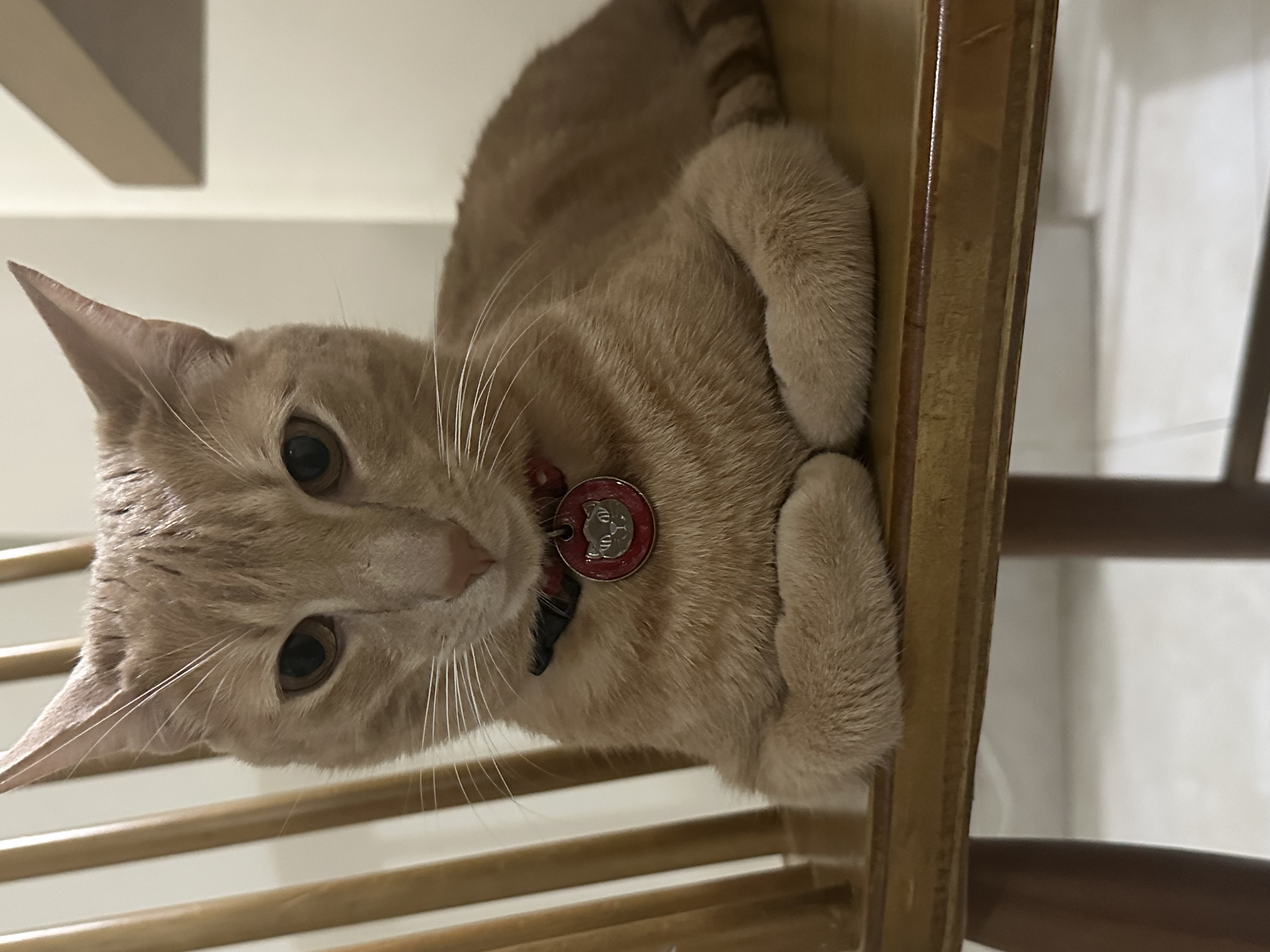 ¡Lino está perdido! Gato atigrado amarillo busca su hogar 🧡 94