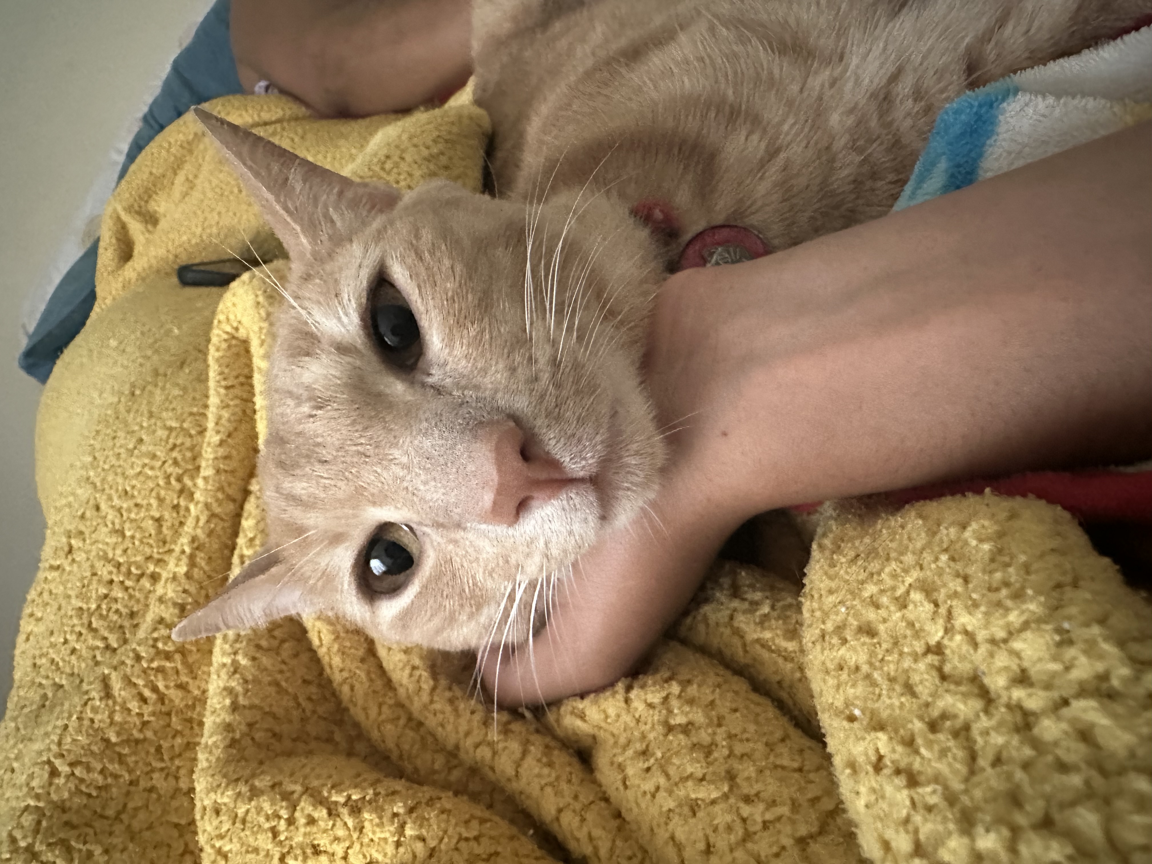 ¡Lino está perdido! Gato atigrado amarillo busca su hogar 🧡 95