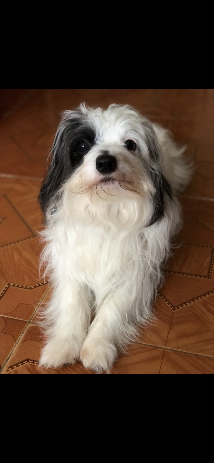 ¡Max ha desaparecido! Ayuda a encontrar a mi perro perdido. 164