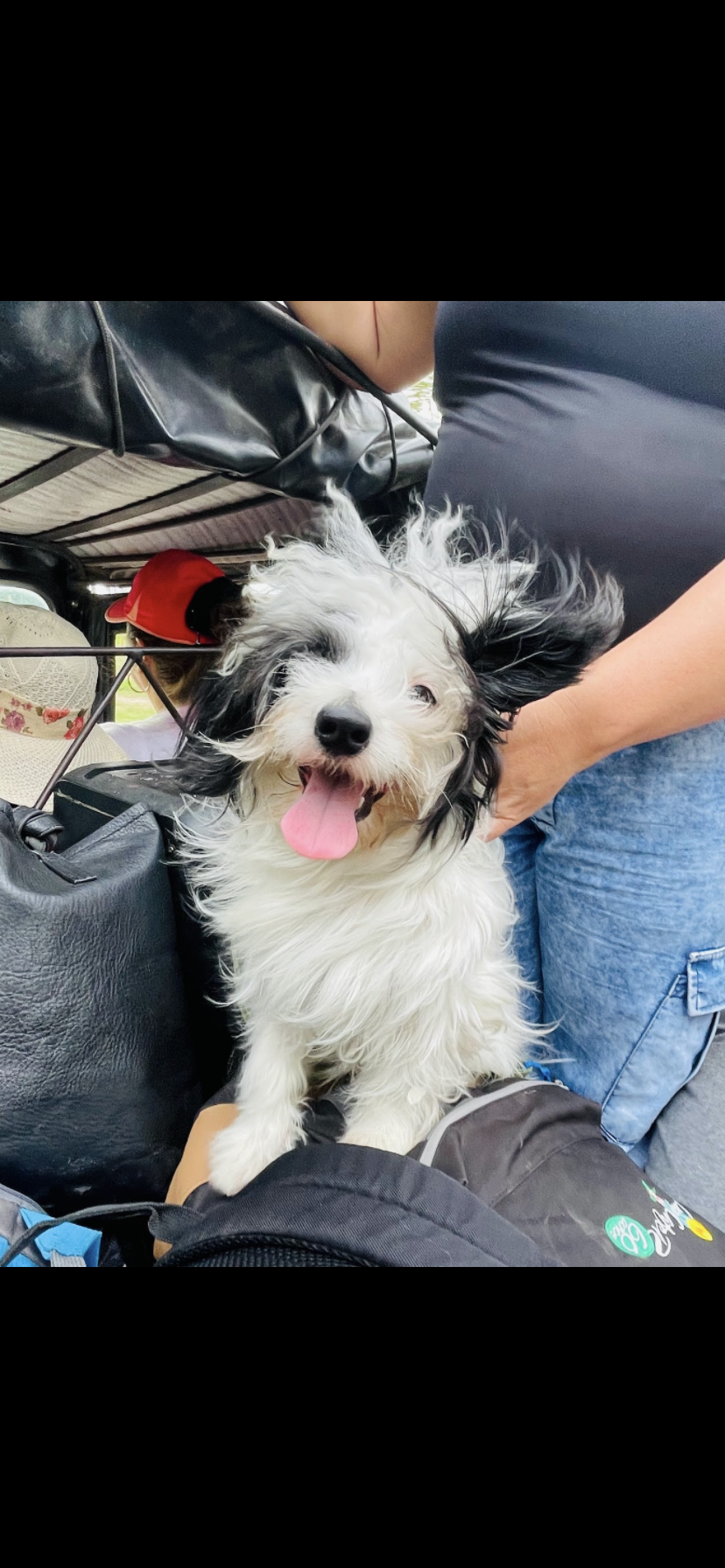 ¡Max ha desaparecido! Ayuda a encontrar a mi perro perdido. 163