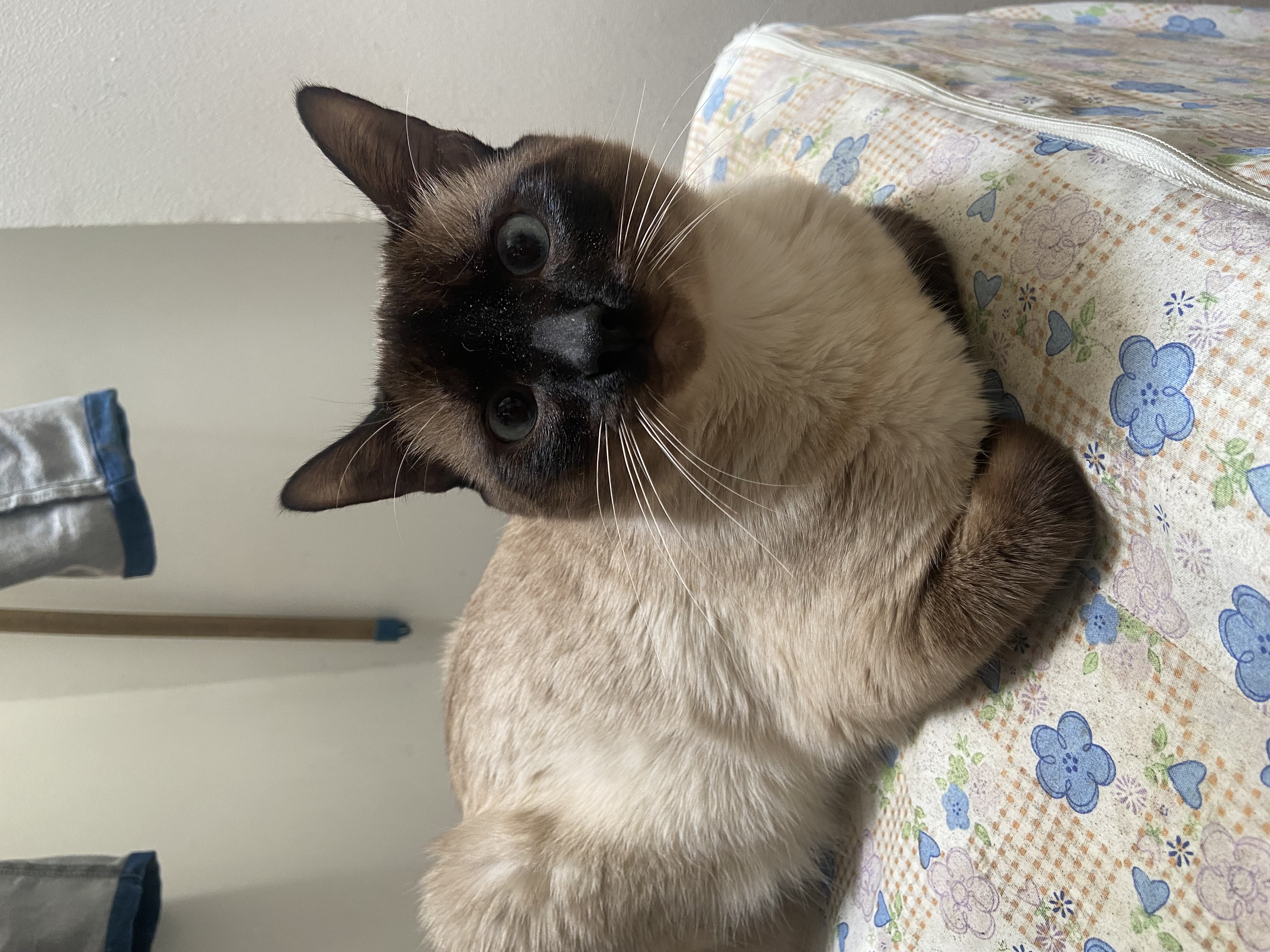 ¡Orus se ha perdido! Gato Siames busca su hogar 💔 146