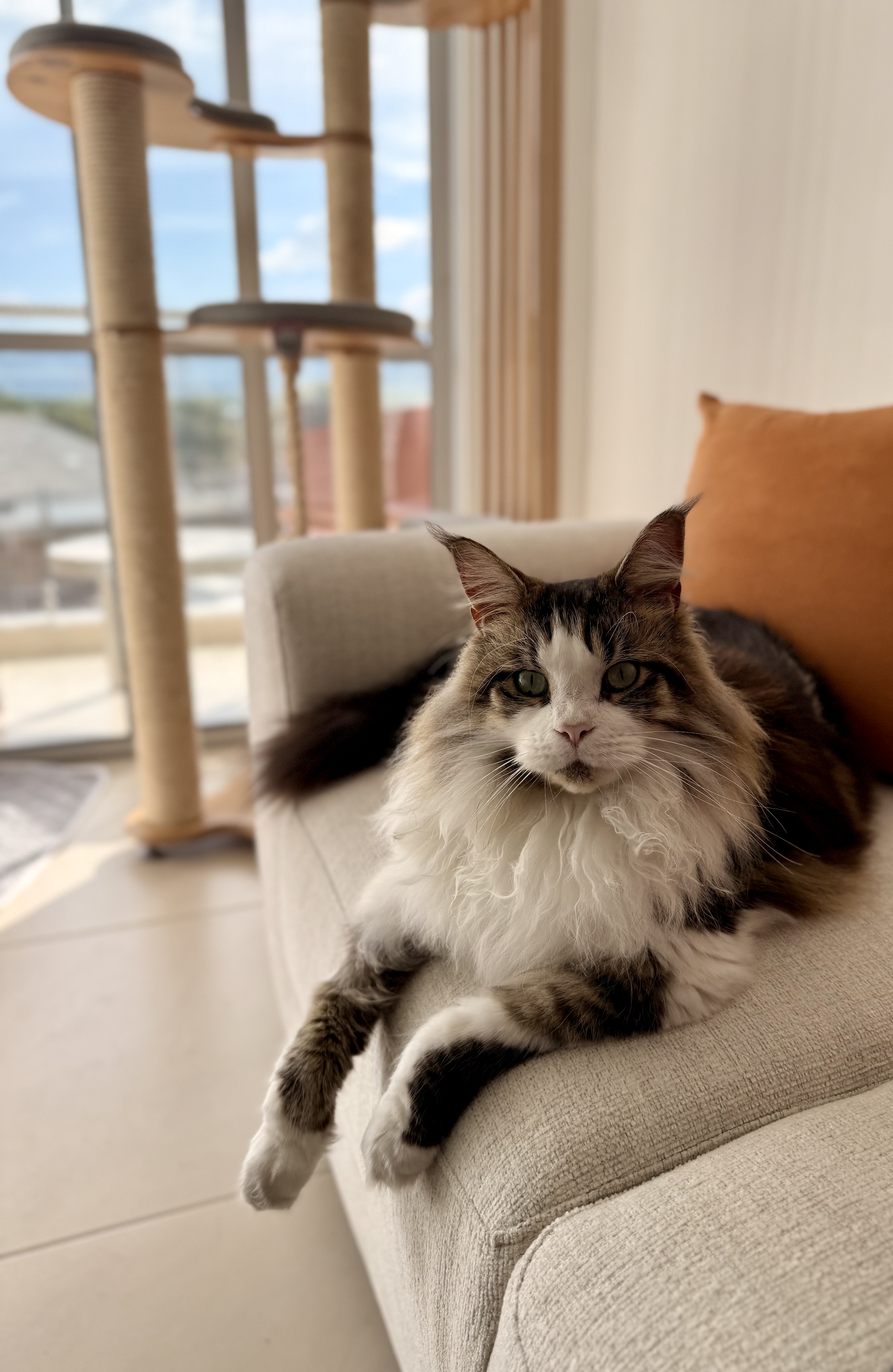 🚨 ¡Mascota Perdida! Ares, gato Maine Coon, busca su hogar 🏠 116