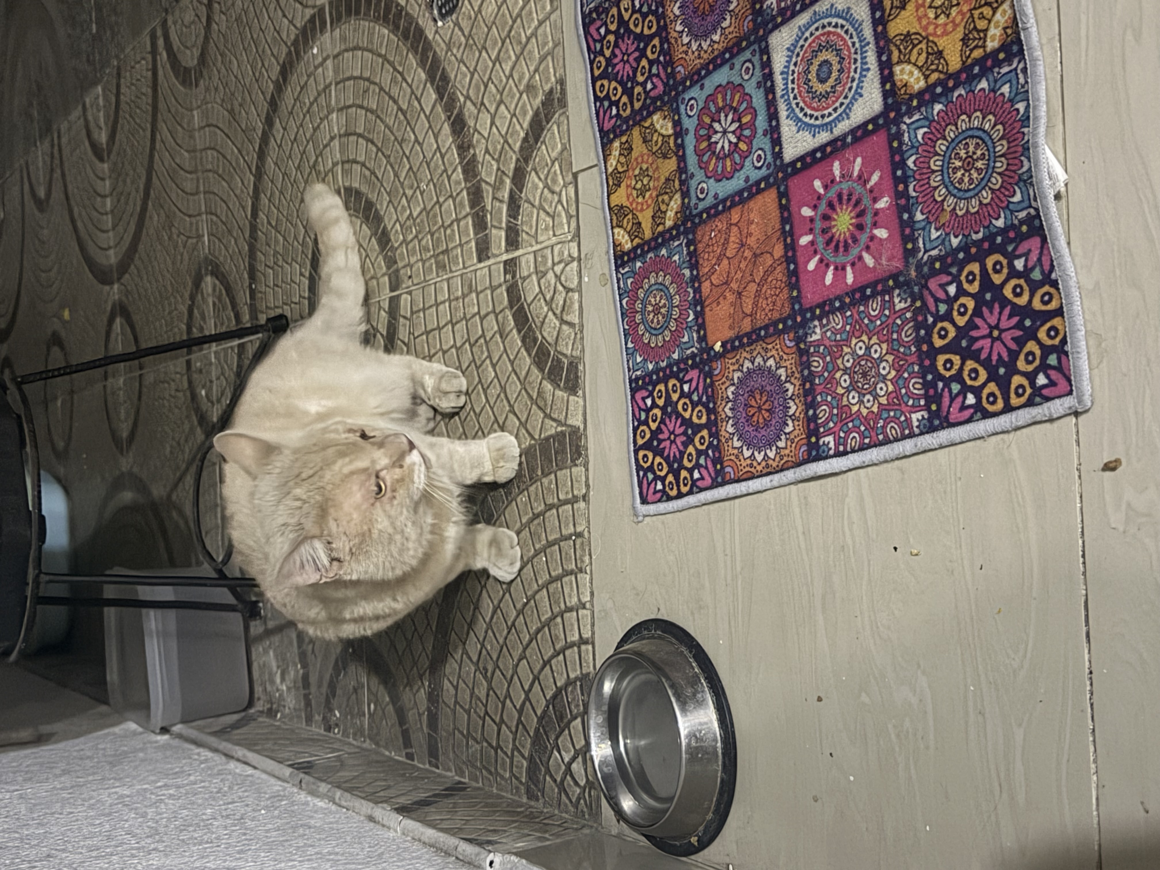 Gato perdido: ¡Ayuda a encontrar a nuestro querido amigo! 242